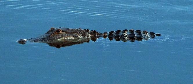Lakepoint State Park Alligator
