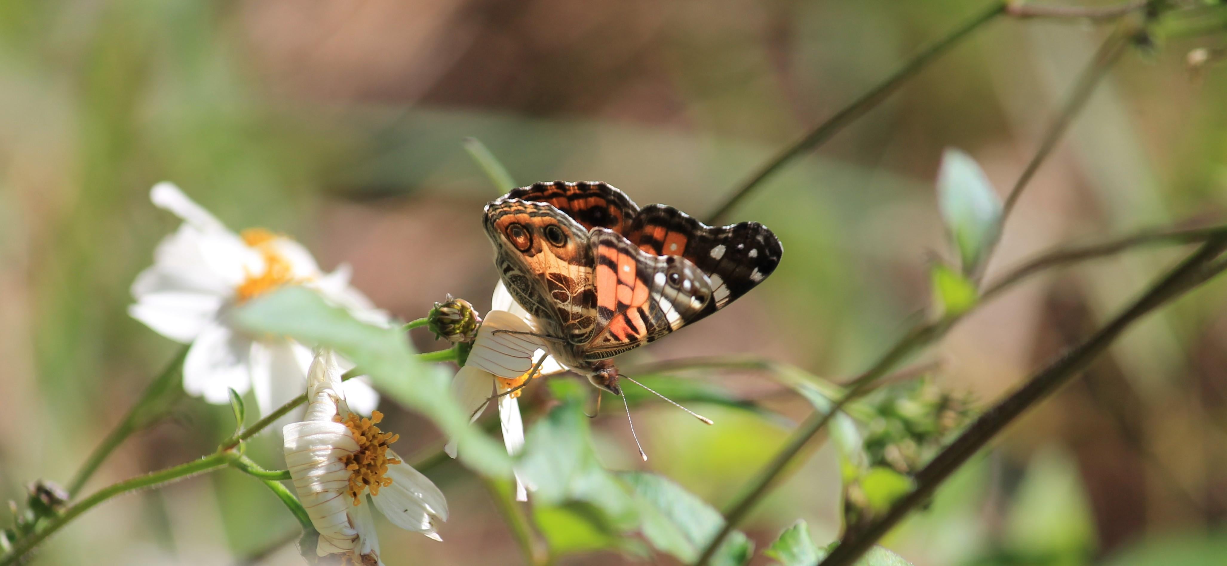 American Lady Butterfly Resting on a Flower. Photo by Farren Dell