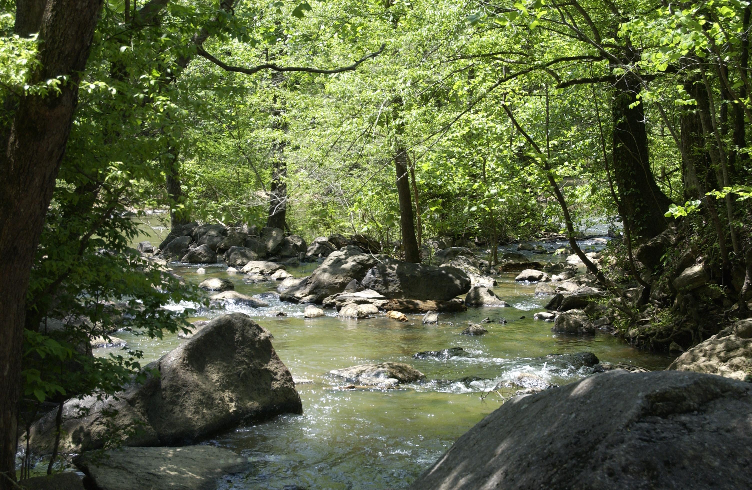 Deer Rub Chewacla Creek