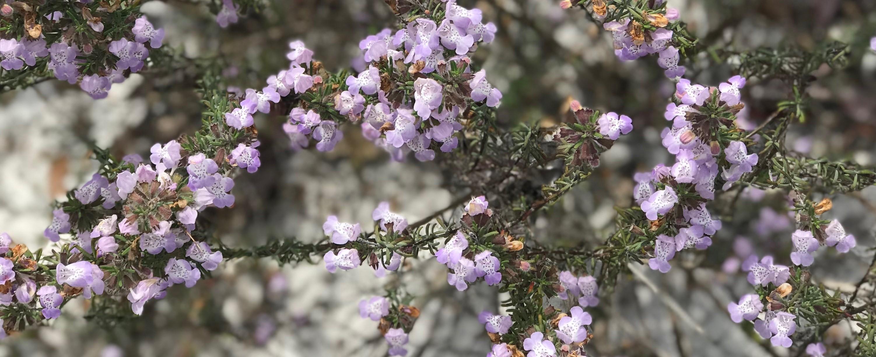 Conradina Blooms. Photo by Farren Dell