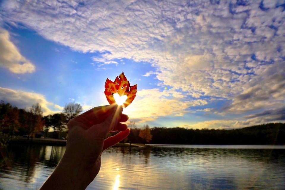 leaf heart