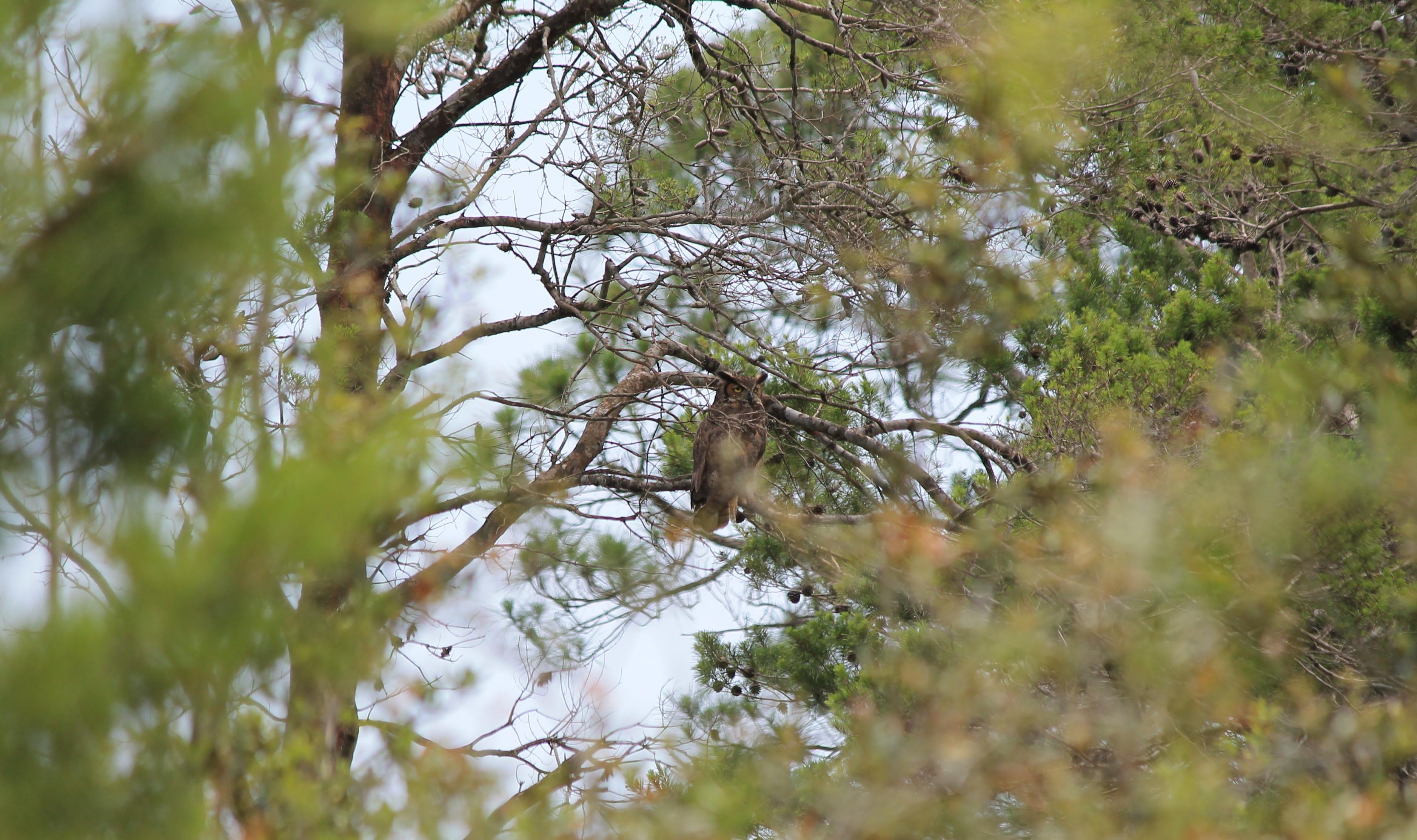 Great-Horned Owl Perched in a Pine Tree. Photo by Farren Dell
