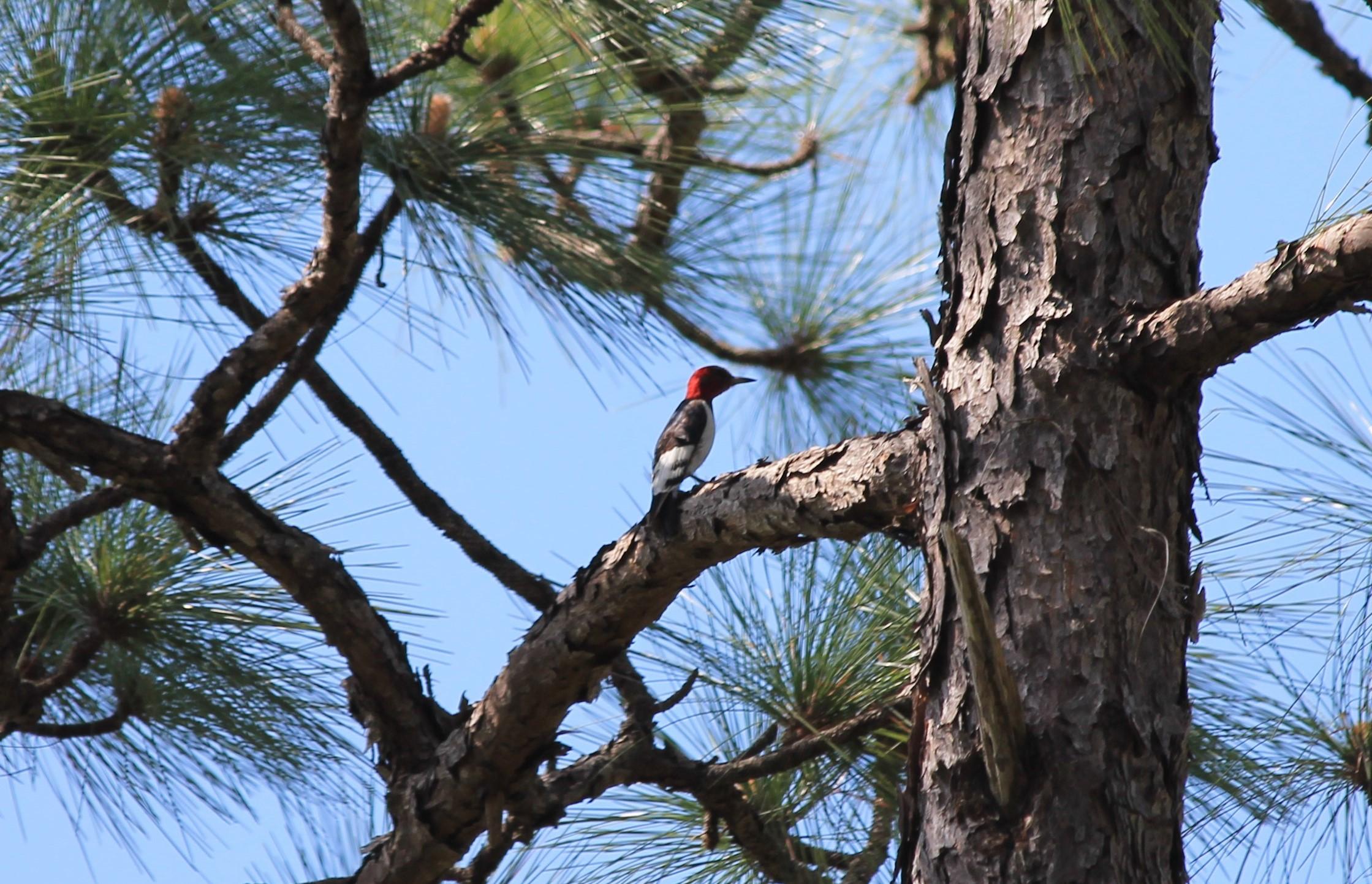 Red-Headed Woodpecker in a Pine Savannah. Photo by Farren Dell
