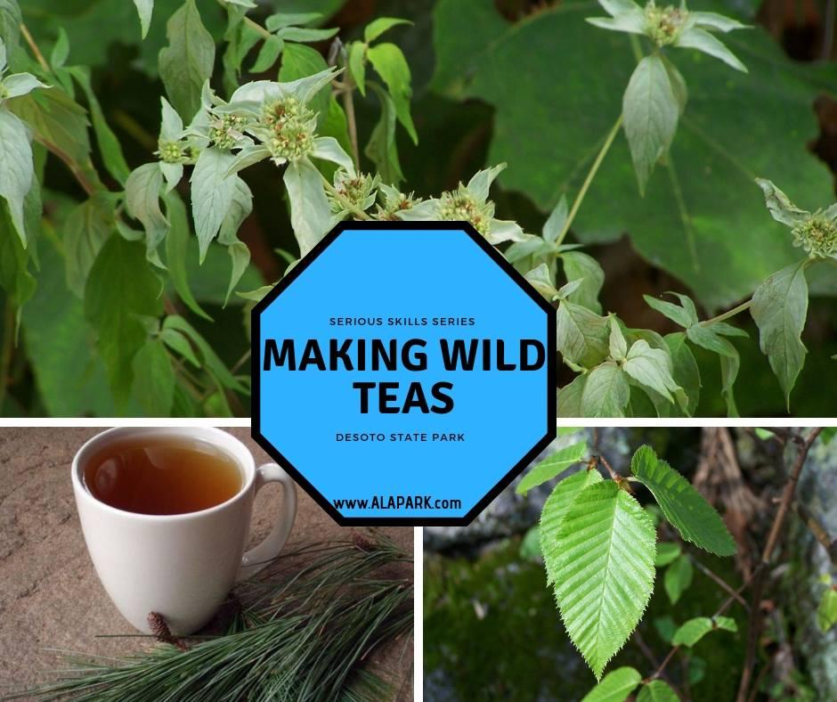 serious skills series, making wild teas