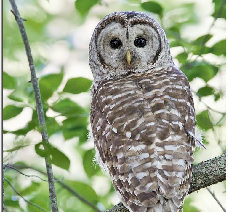 MeaherBarredOwl