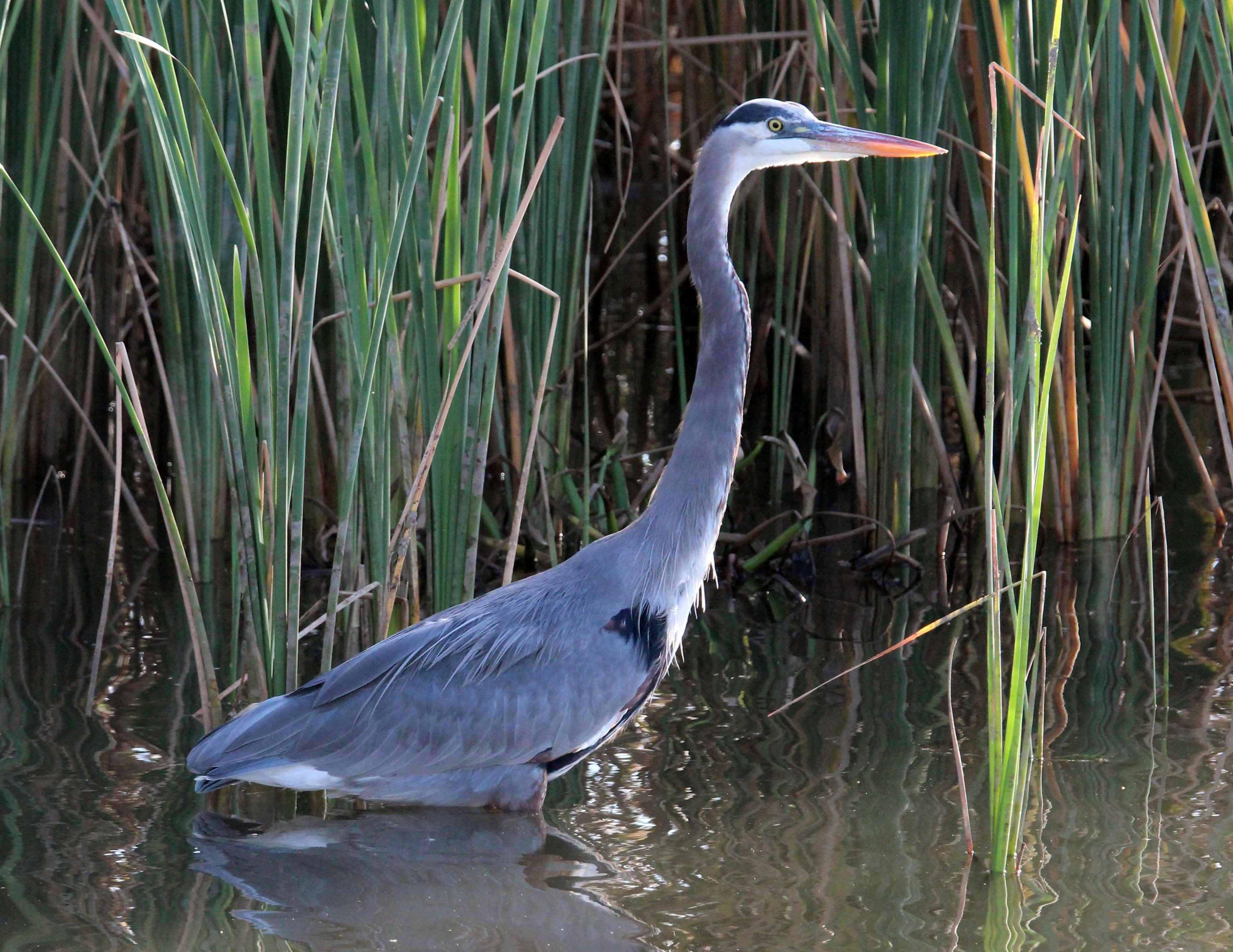 MeaherGreatBlueHeron