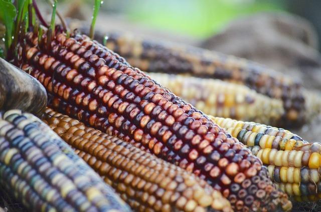 DSP Corn Campfire Talk