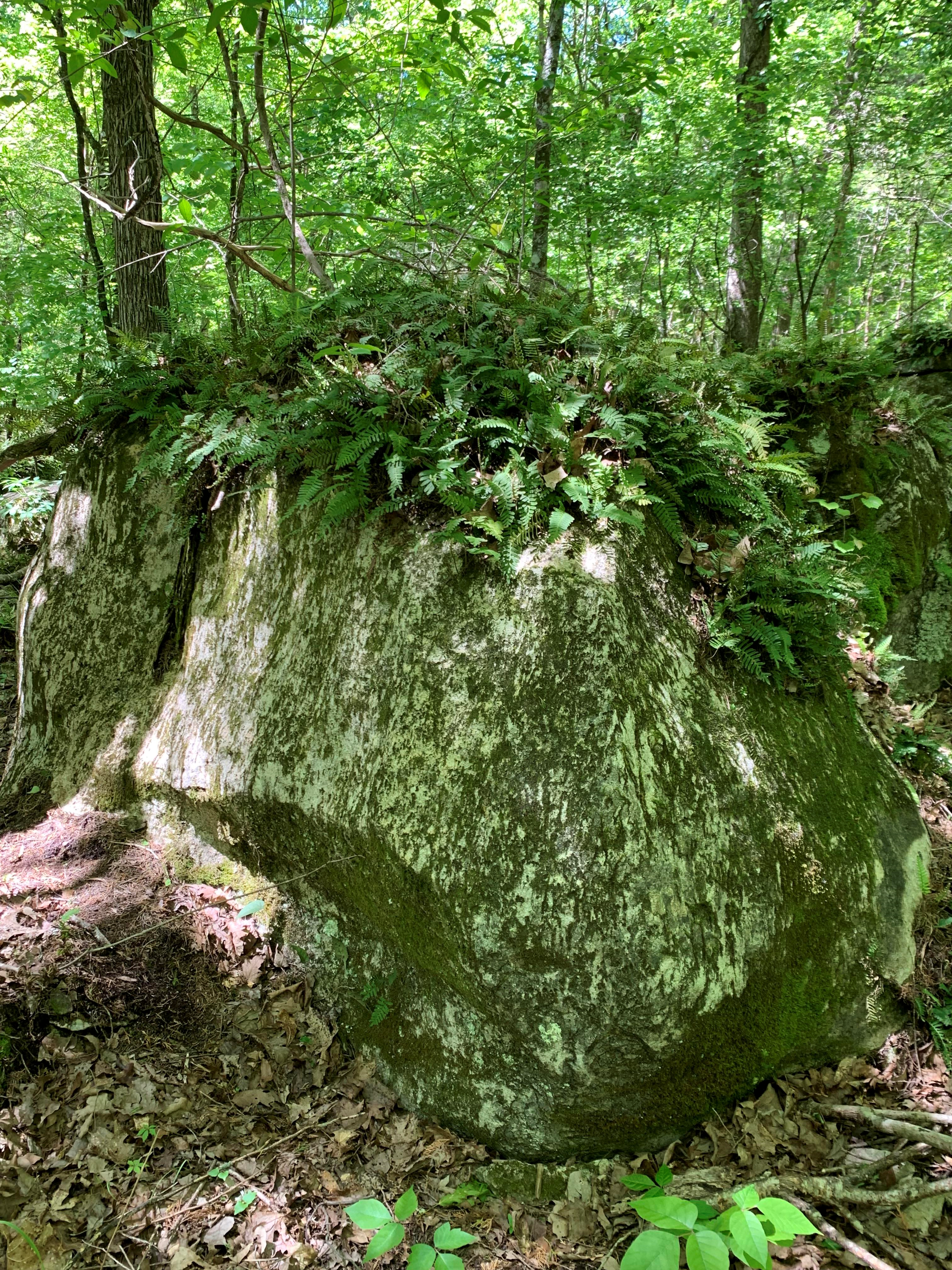Fern Rock 