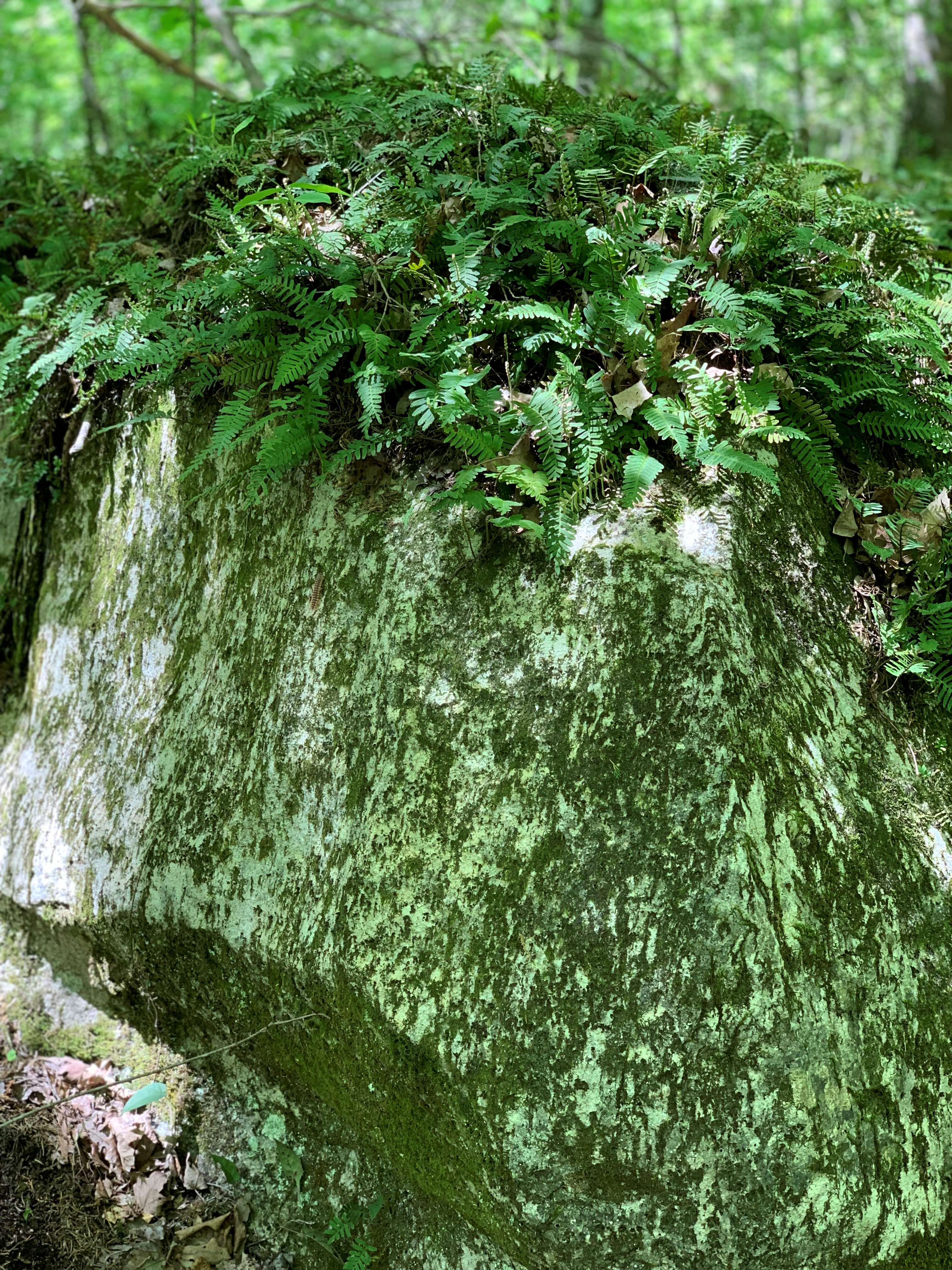 Fern Rock 