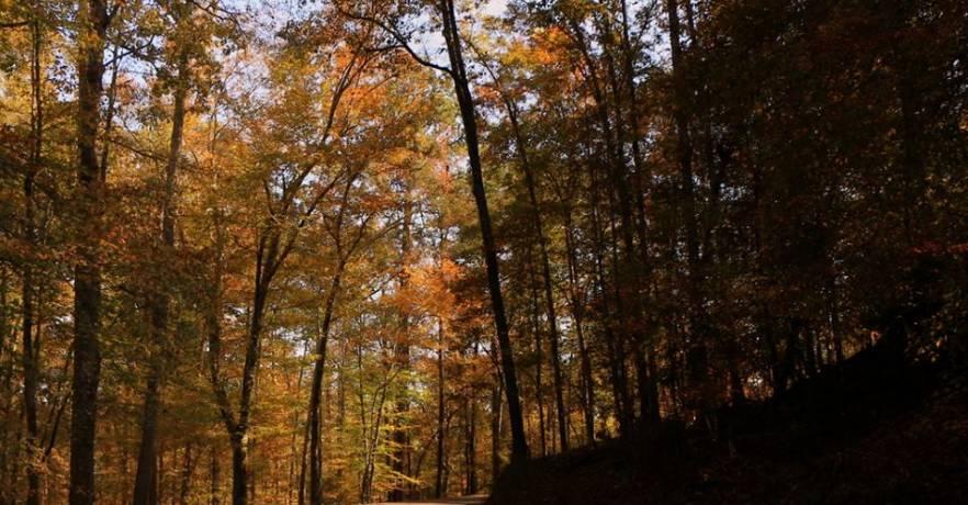 Paul Grist State Park Leaf Color