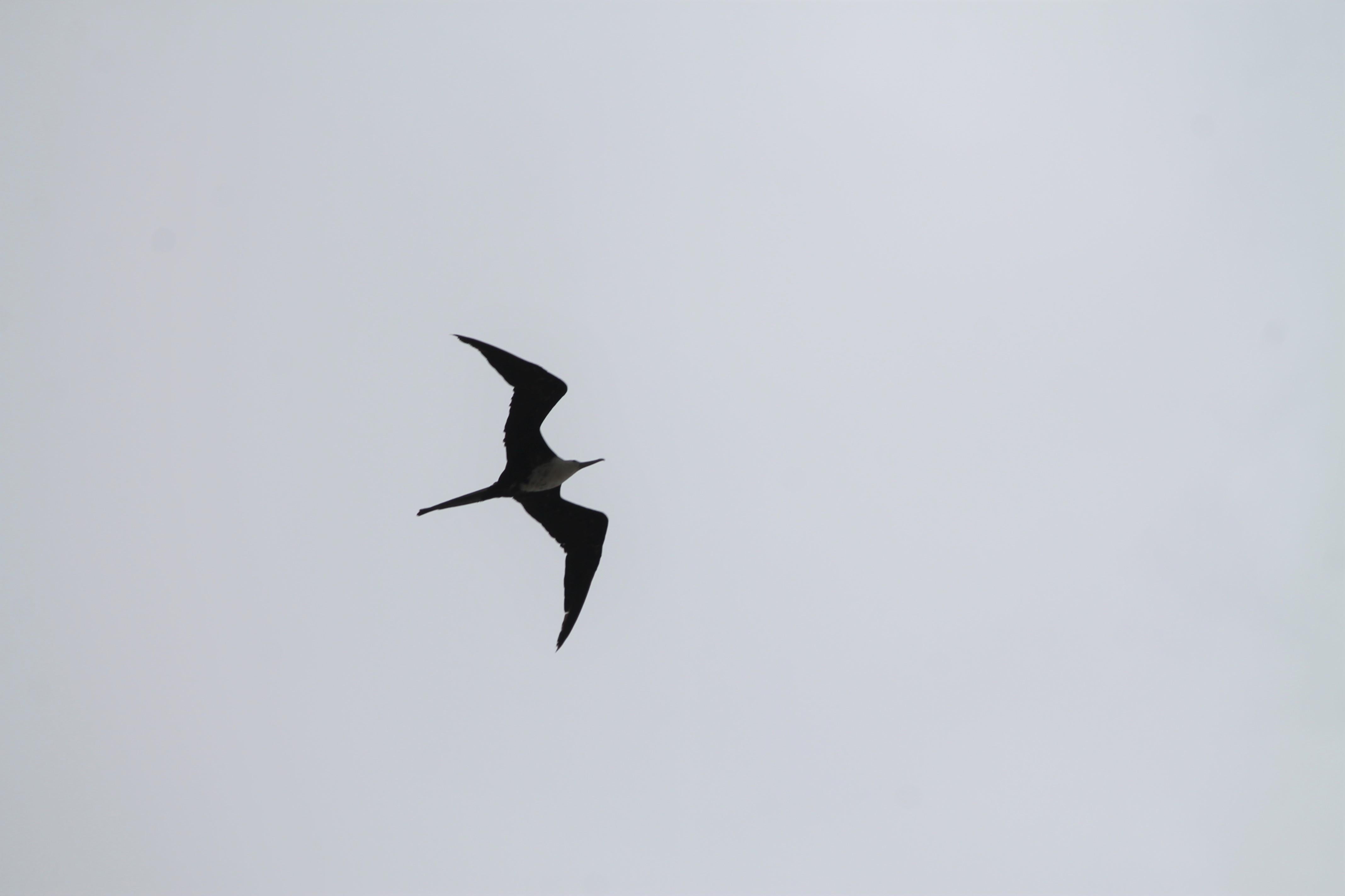 Magnificent Frigatebird Along the Coastline. Photo by Farren Dell