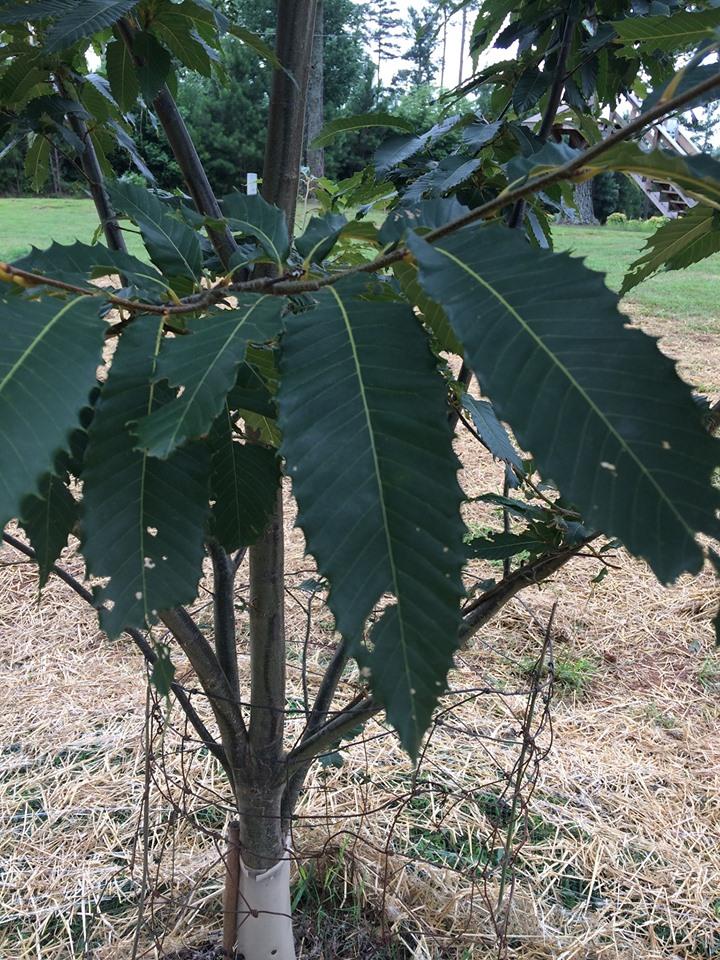 American Chestnut
