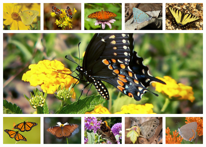 DSP butterflies