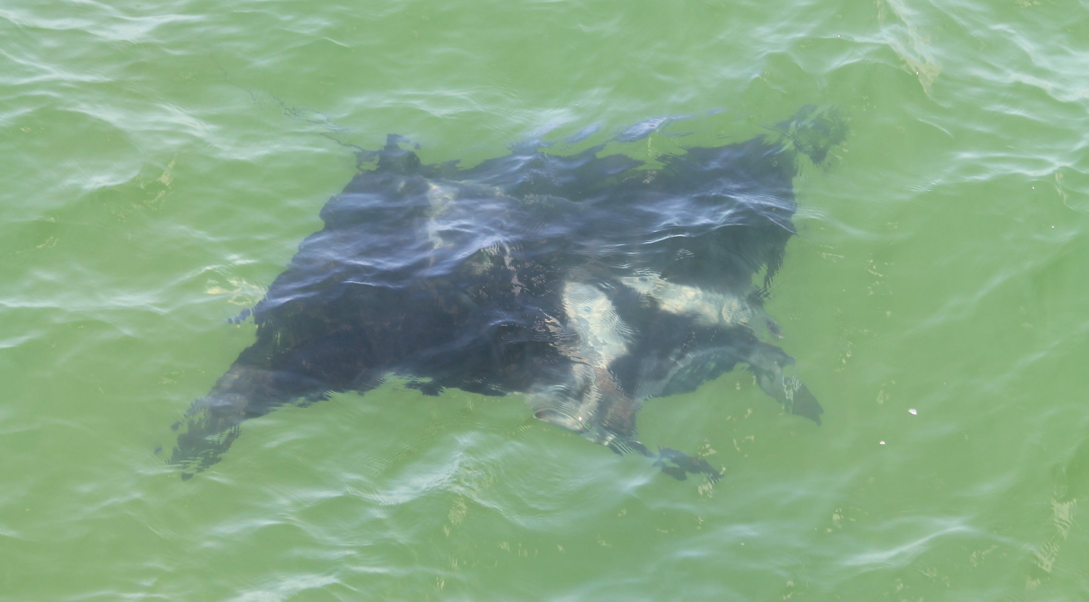 Manta Ray Swimming Off the Pier. Photo by Farren Dell