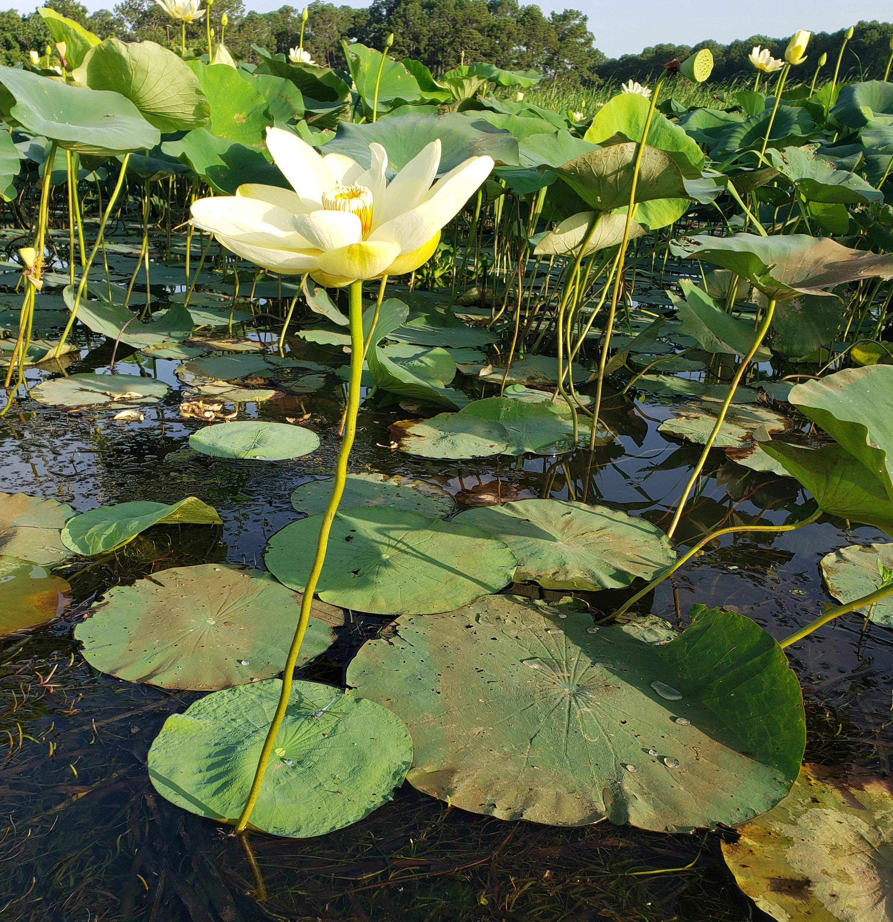 Meaher_American_Lotus