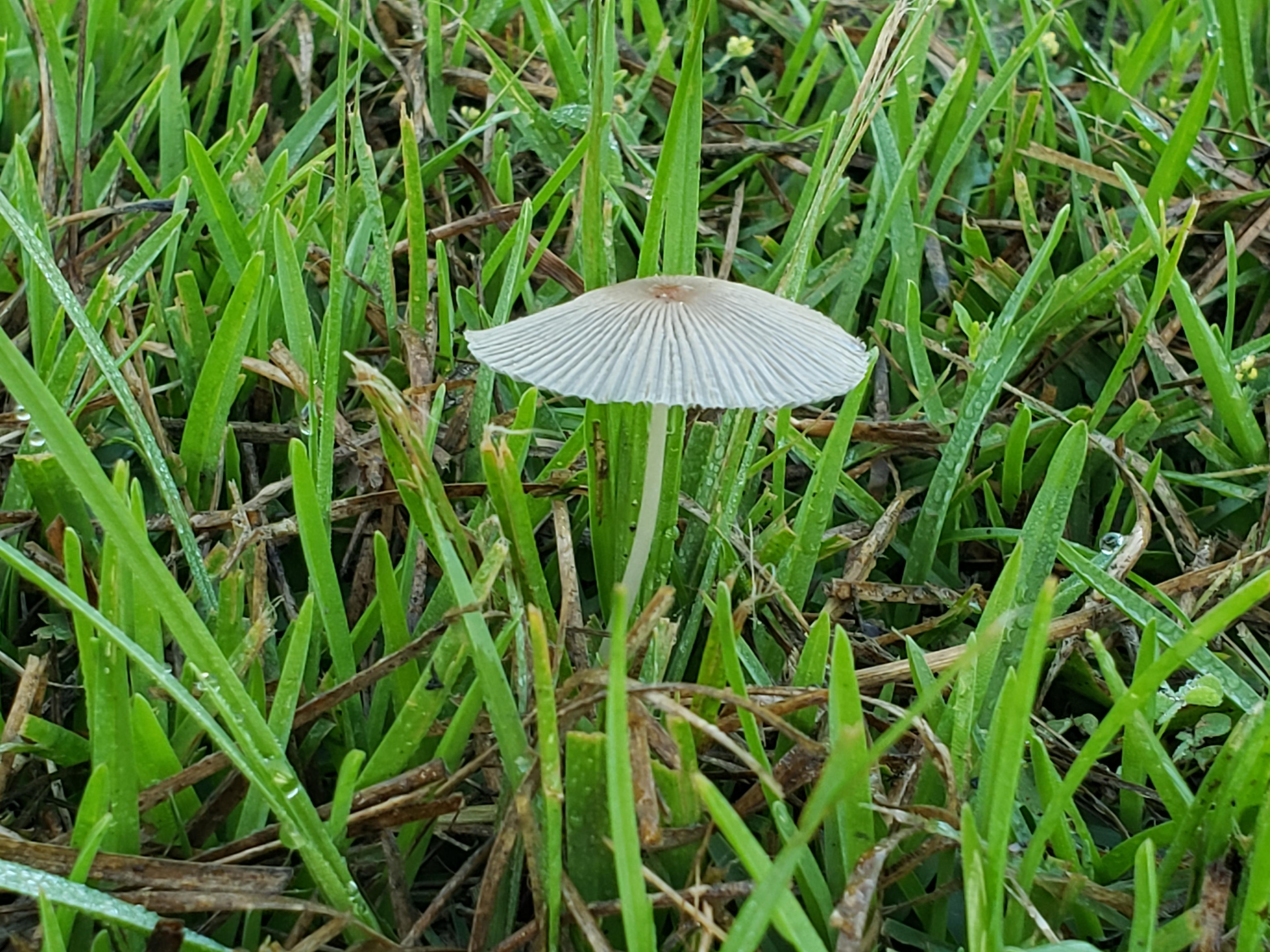 Meaher Mushroom 1