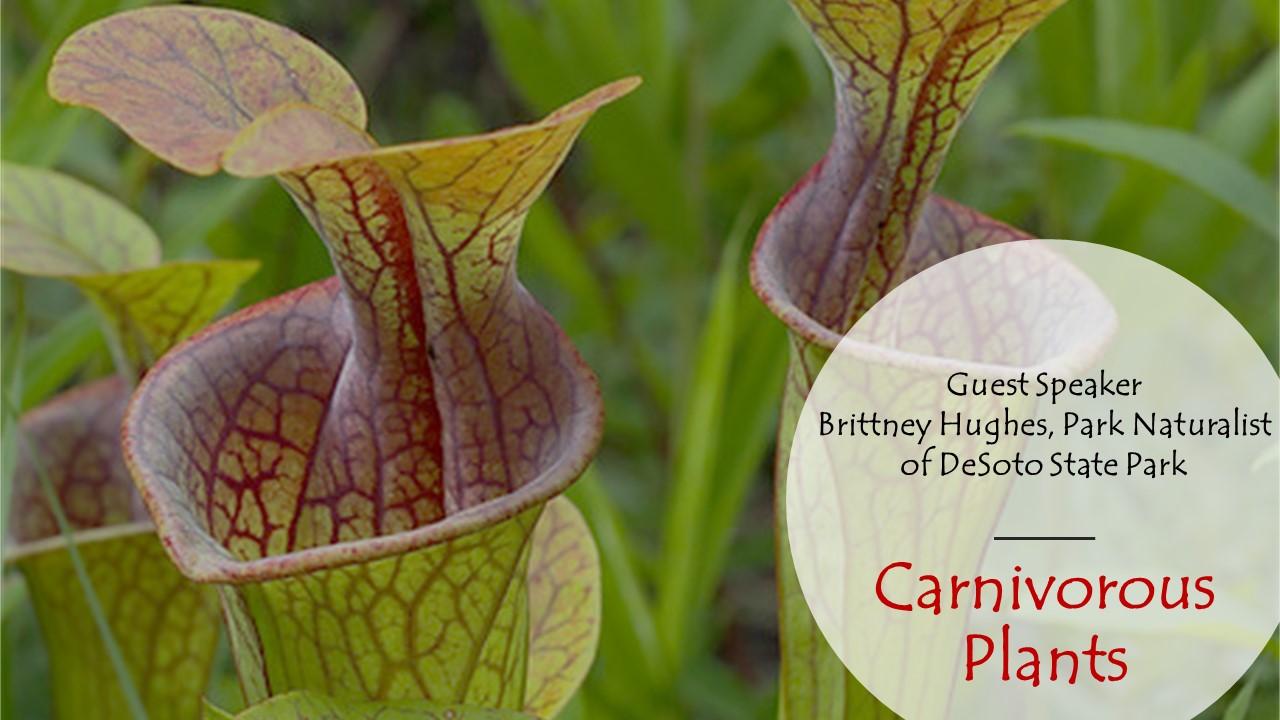 Carn PLants