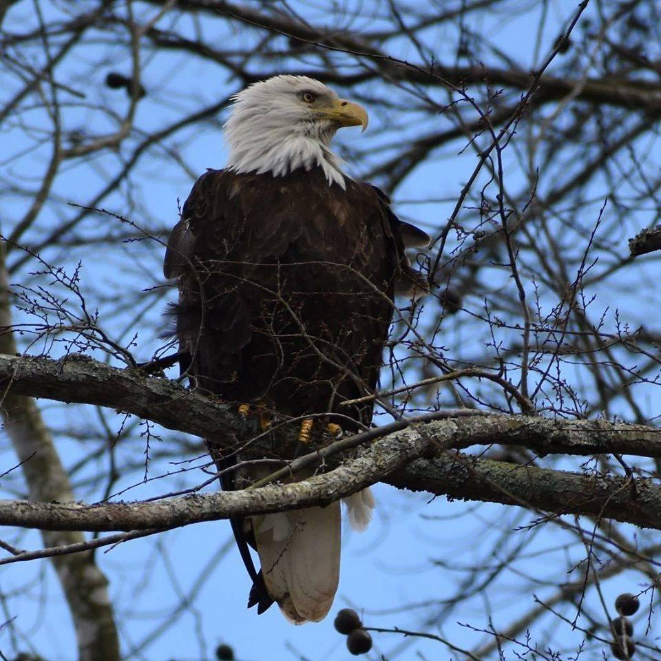 Ezell Eagle
