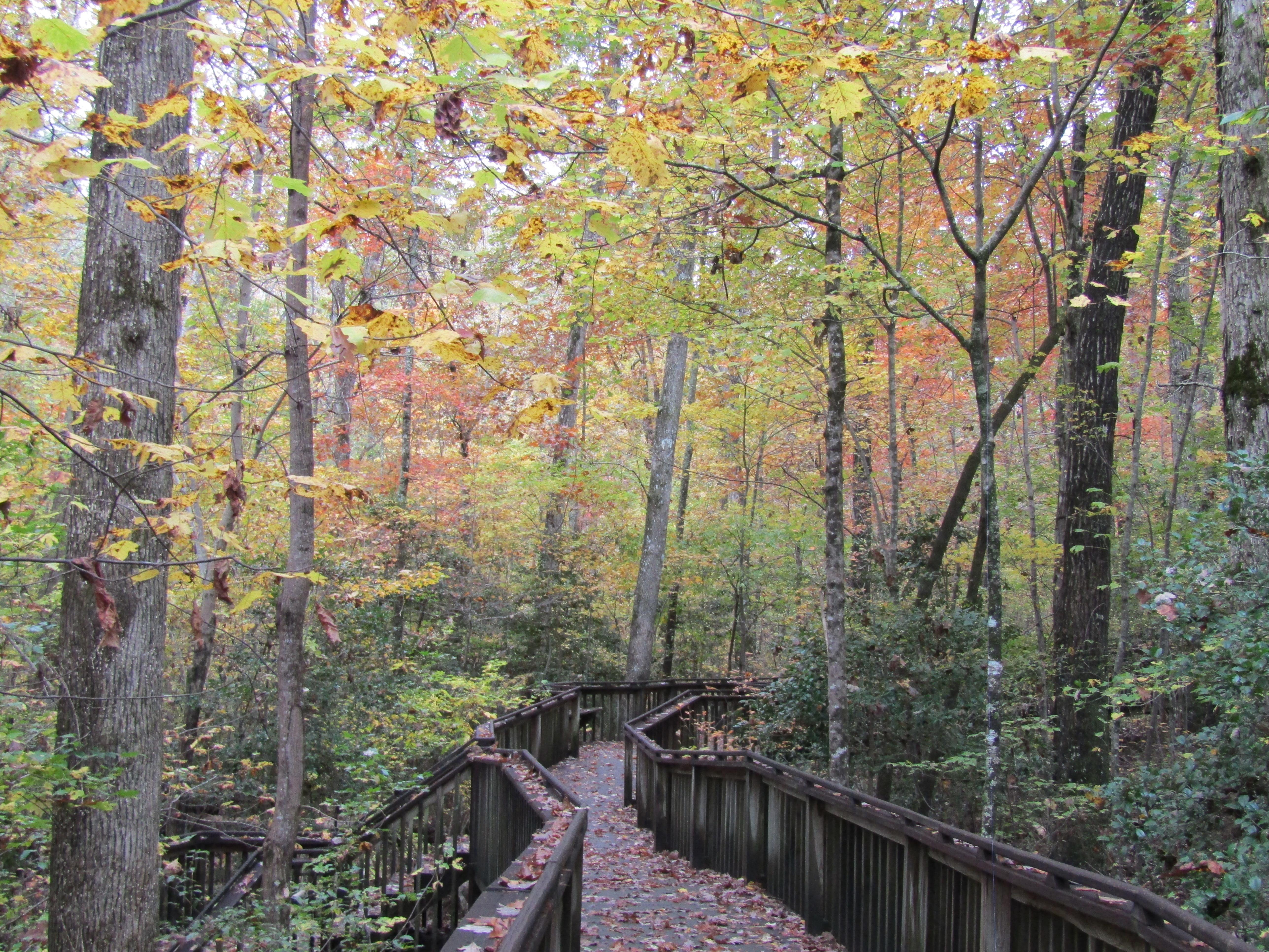 DSP fall Color