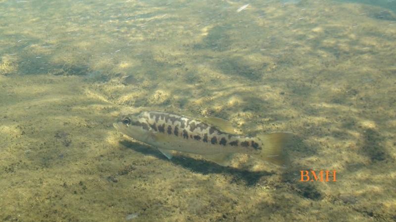 DSP Fly Fishing in Little River
