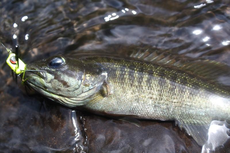 DSP Fly Fishing in Little River