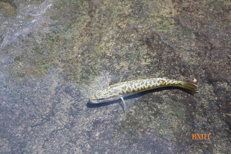 DSP Fly Fishing in Little River