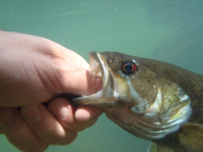 DSP Fly Fishing in Little River