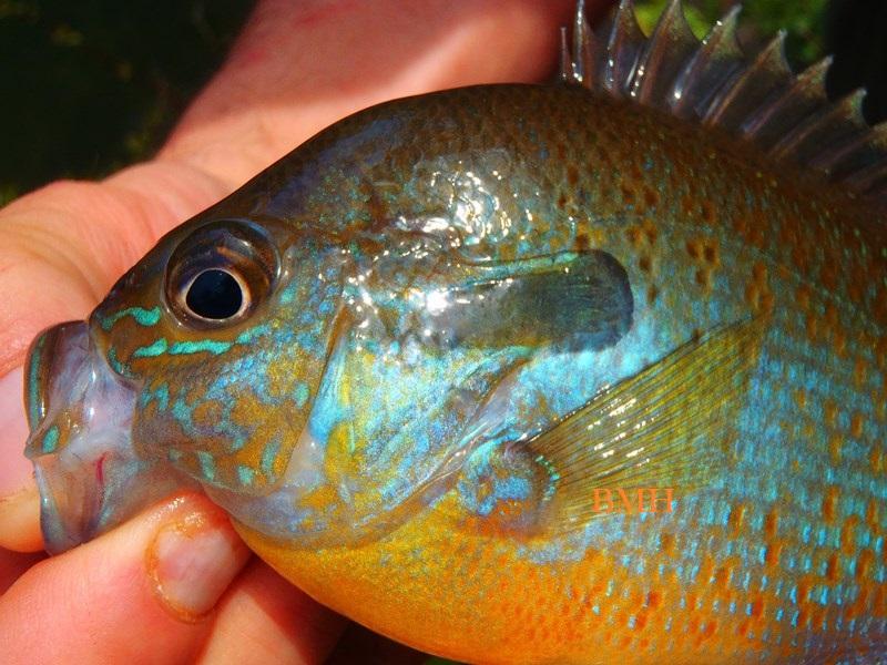 DSP Fly Fishing in Little River