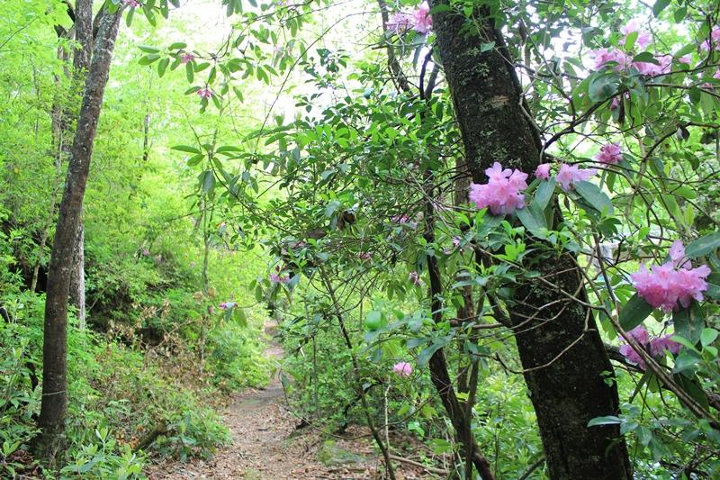 Wildflower Saturday in DeSoto State Park