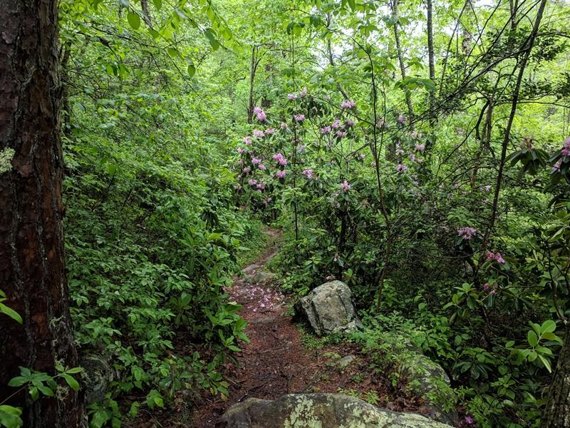 Wildflower Saturday in DeSoto State Park