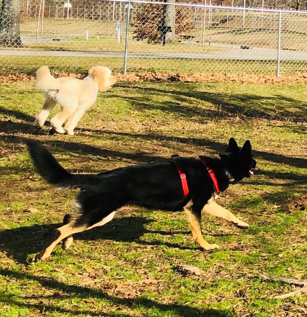 Dogs