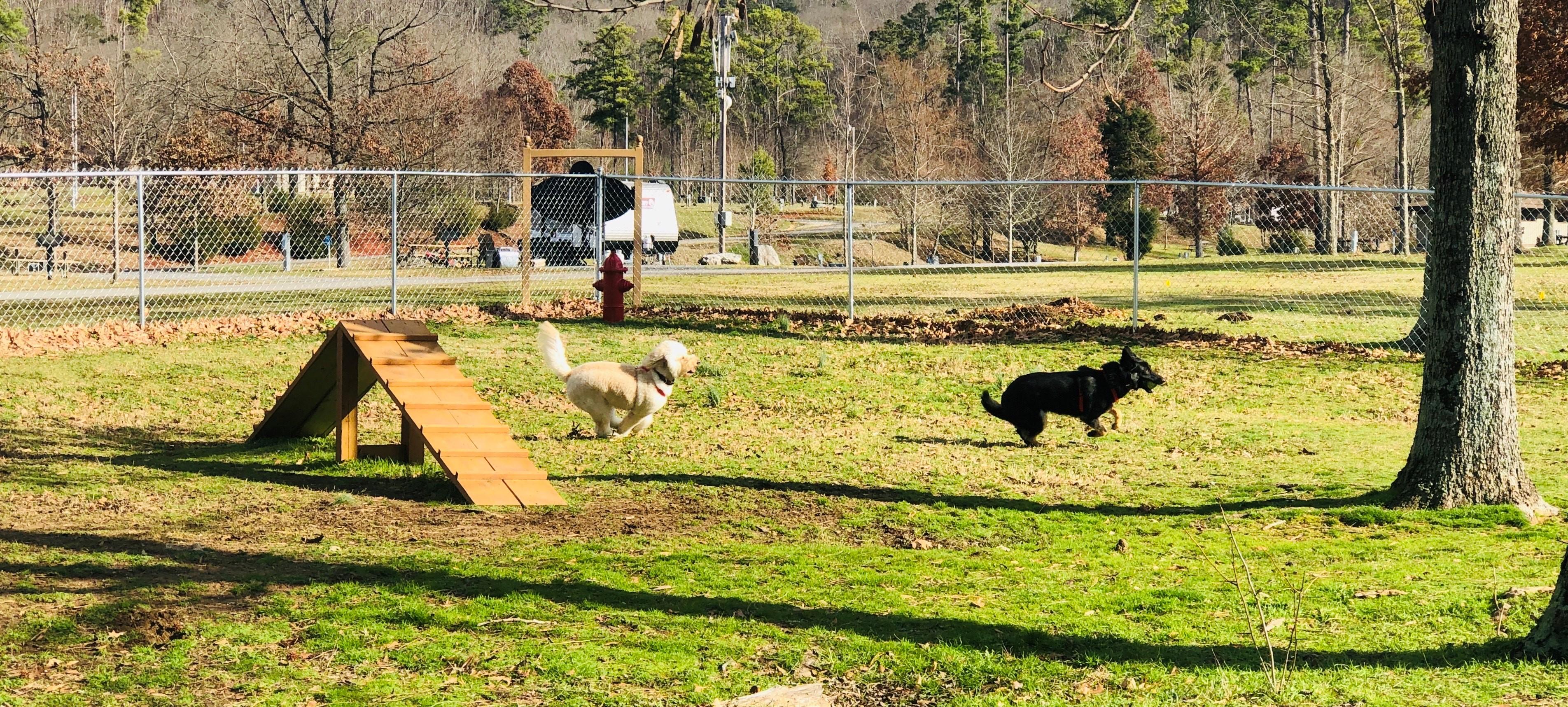 Dog Park 