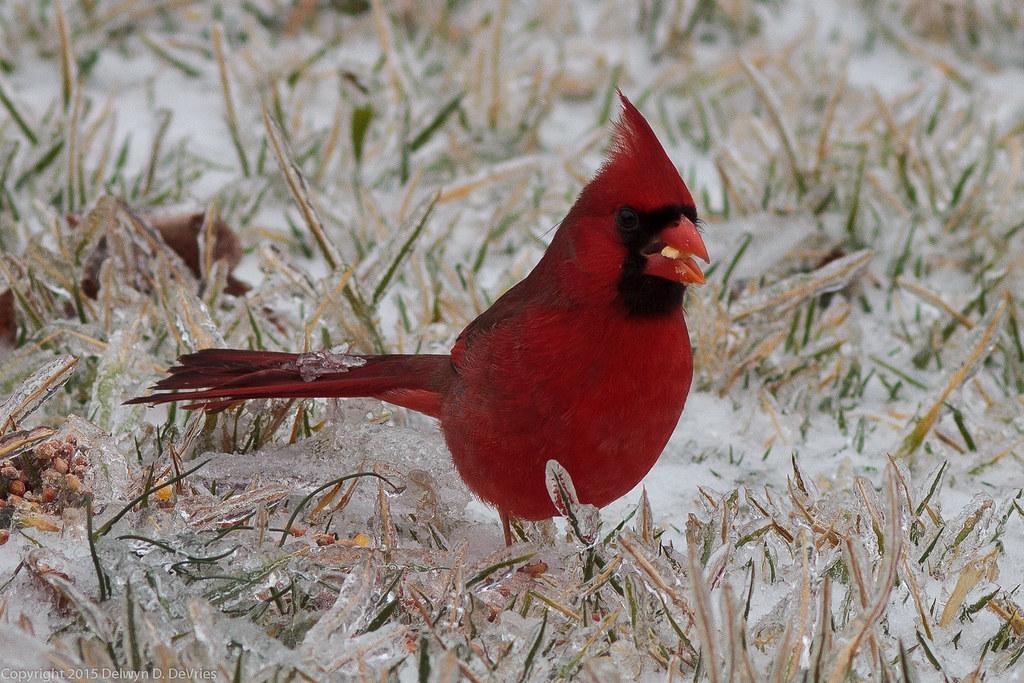 DSP Cardinal