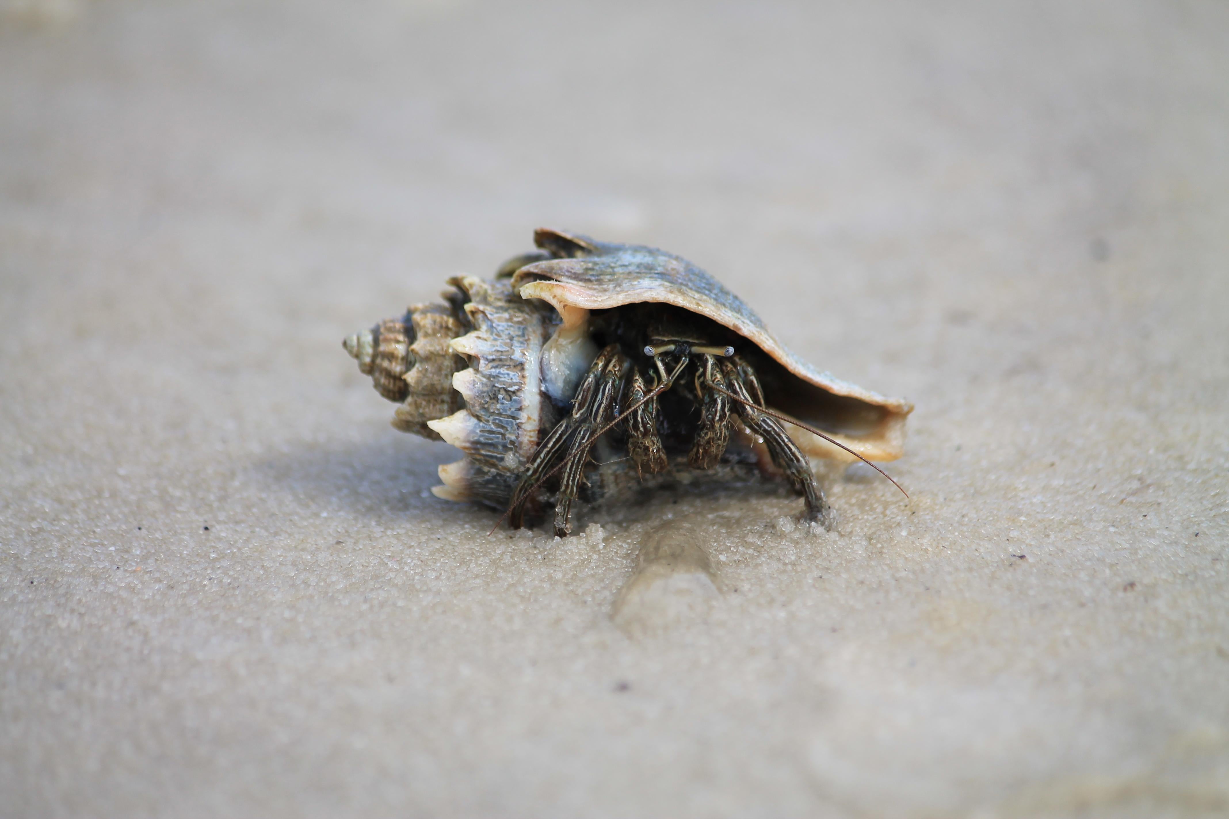 Thin Striped Hermit Crap in the Sand. Photo by Farren Dell