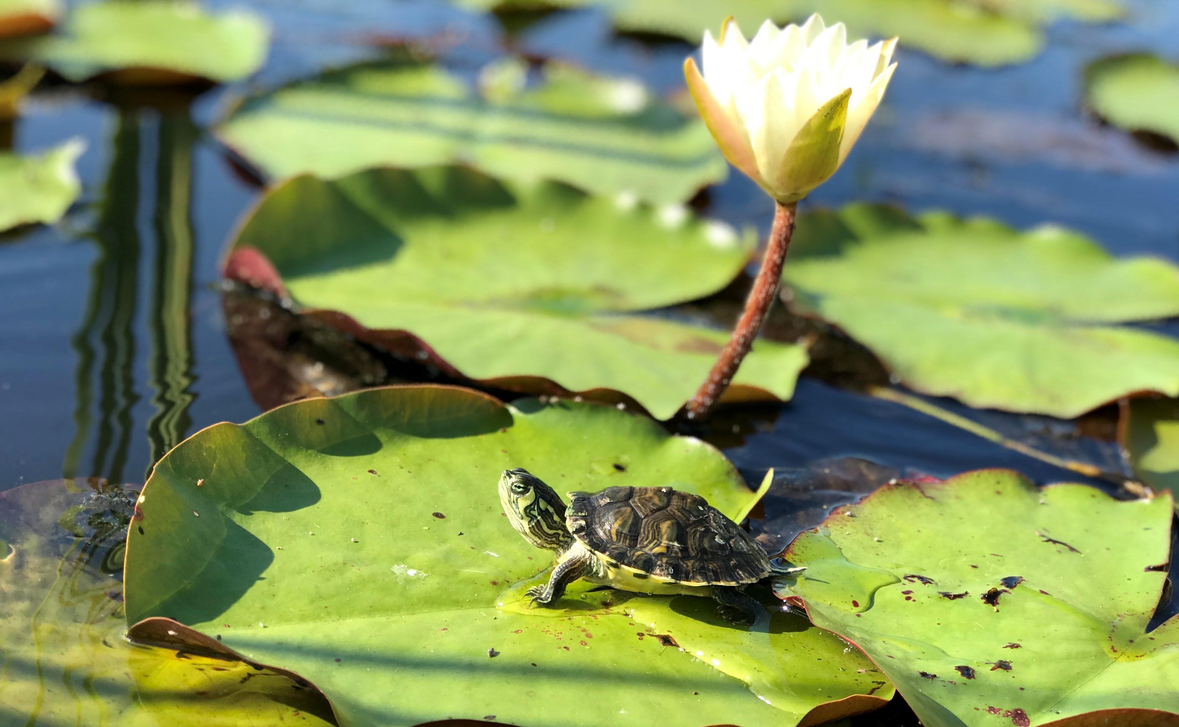 Yellow Bellied Slider in a Pond. Photo by Farren Dell