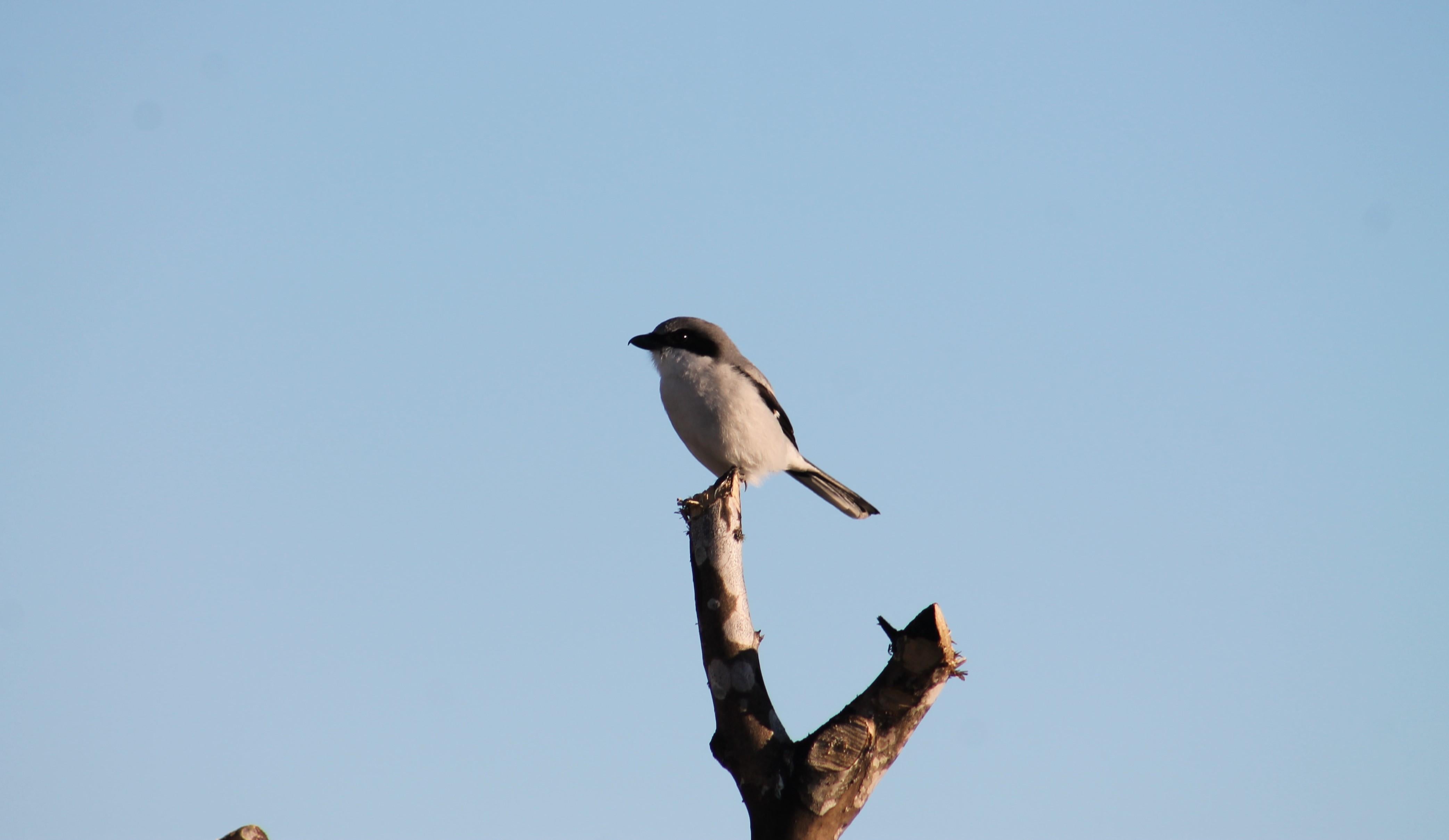 Loggerhead Shrike Perched on a Tree. Photo by Farren Dell