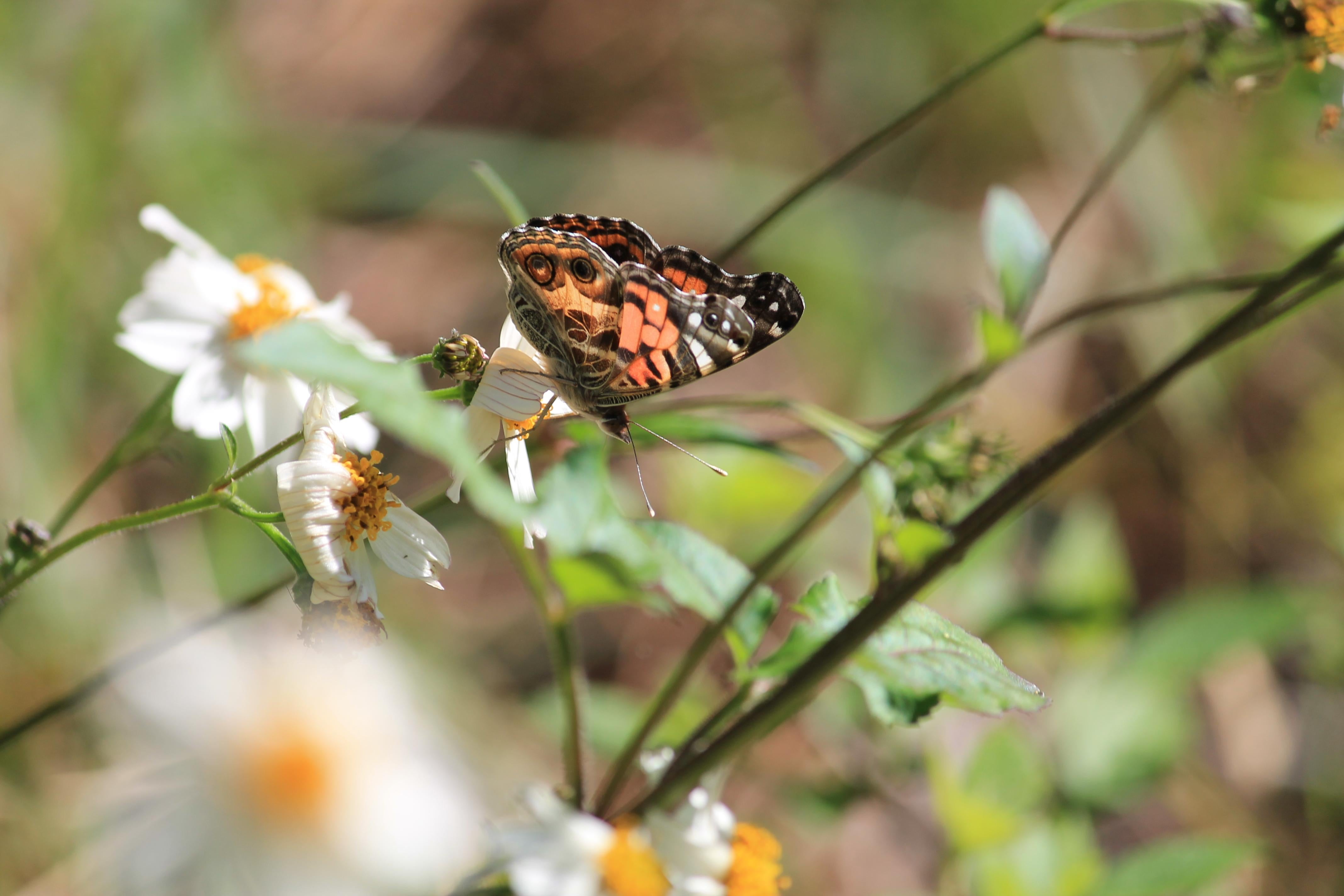 Butterfly Resting on a Flower. Photo by Farren Dell