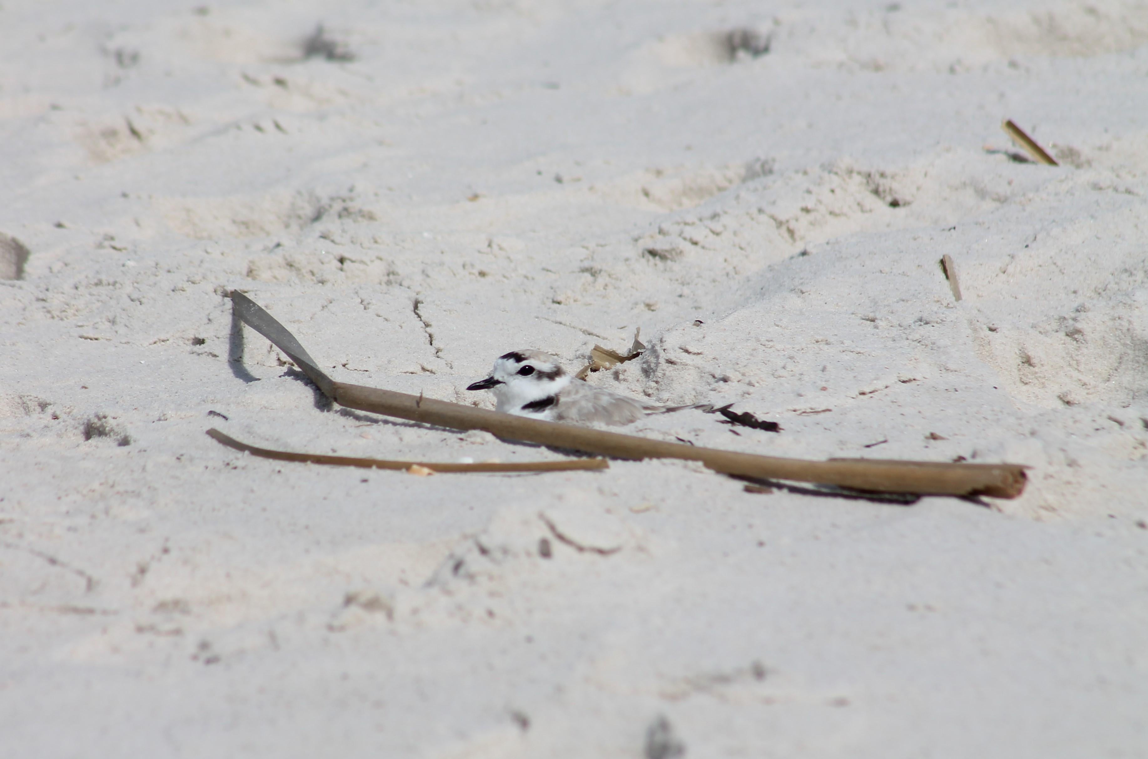 Snowy Plover. Photo by Farren Dell