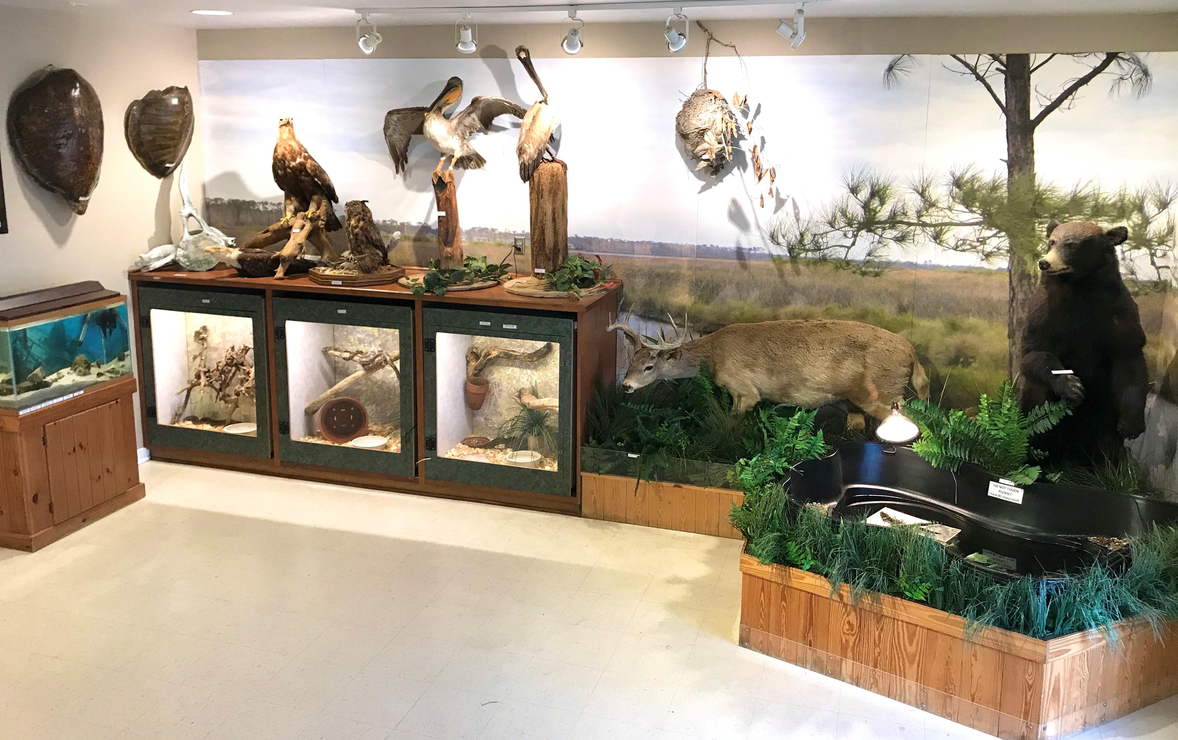 GSP Nature Center Display II