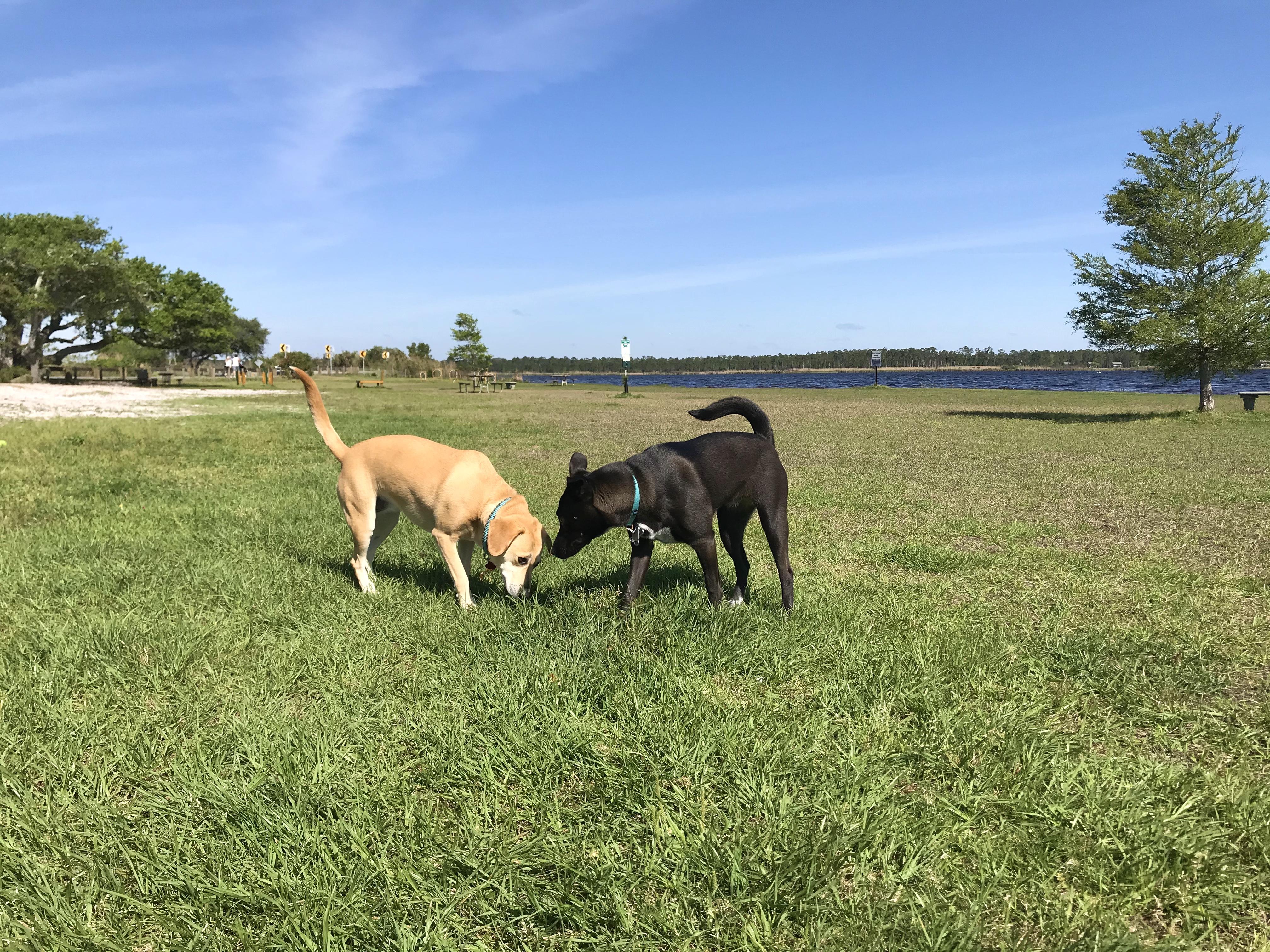 GSP Dog Park Play