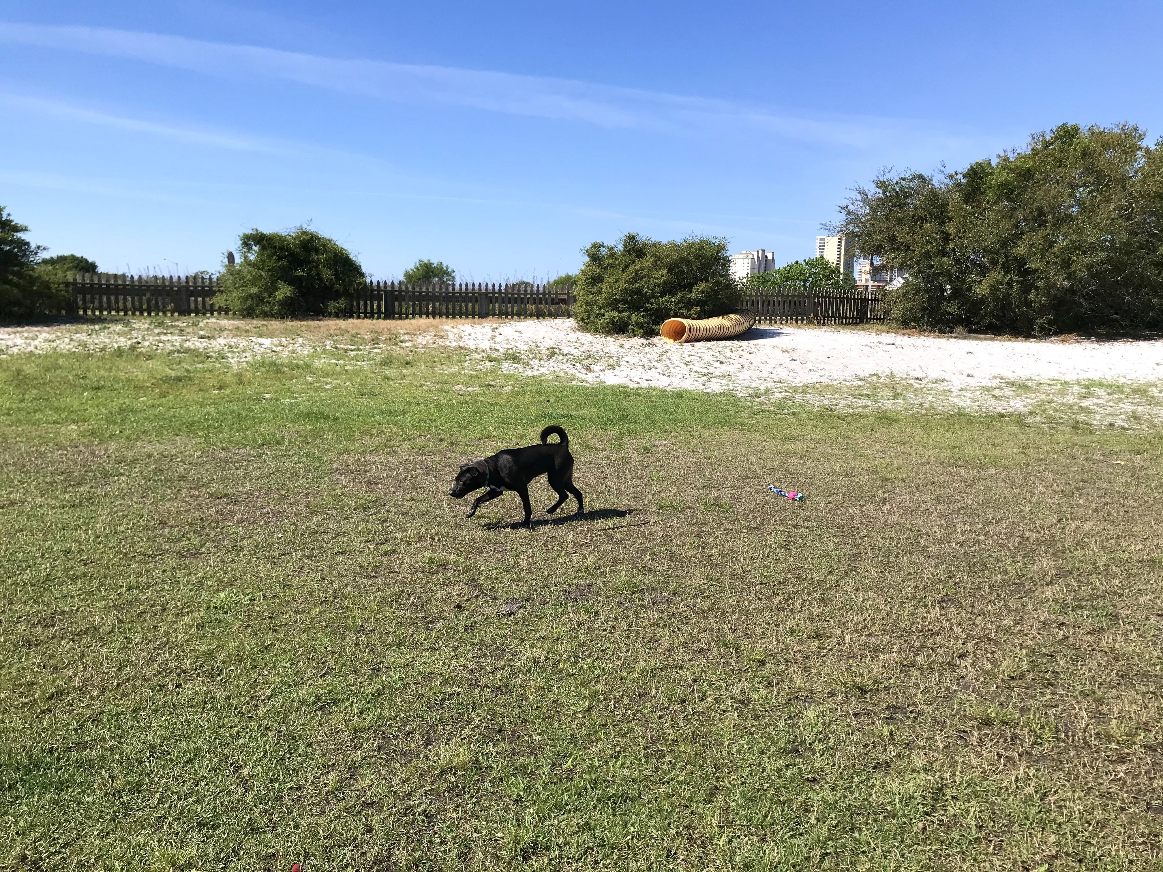 GSP Dog Park Running