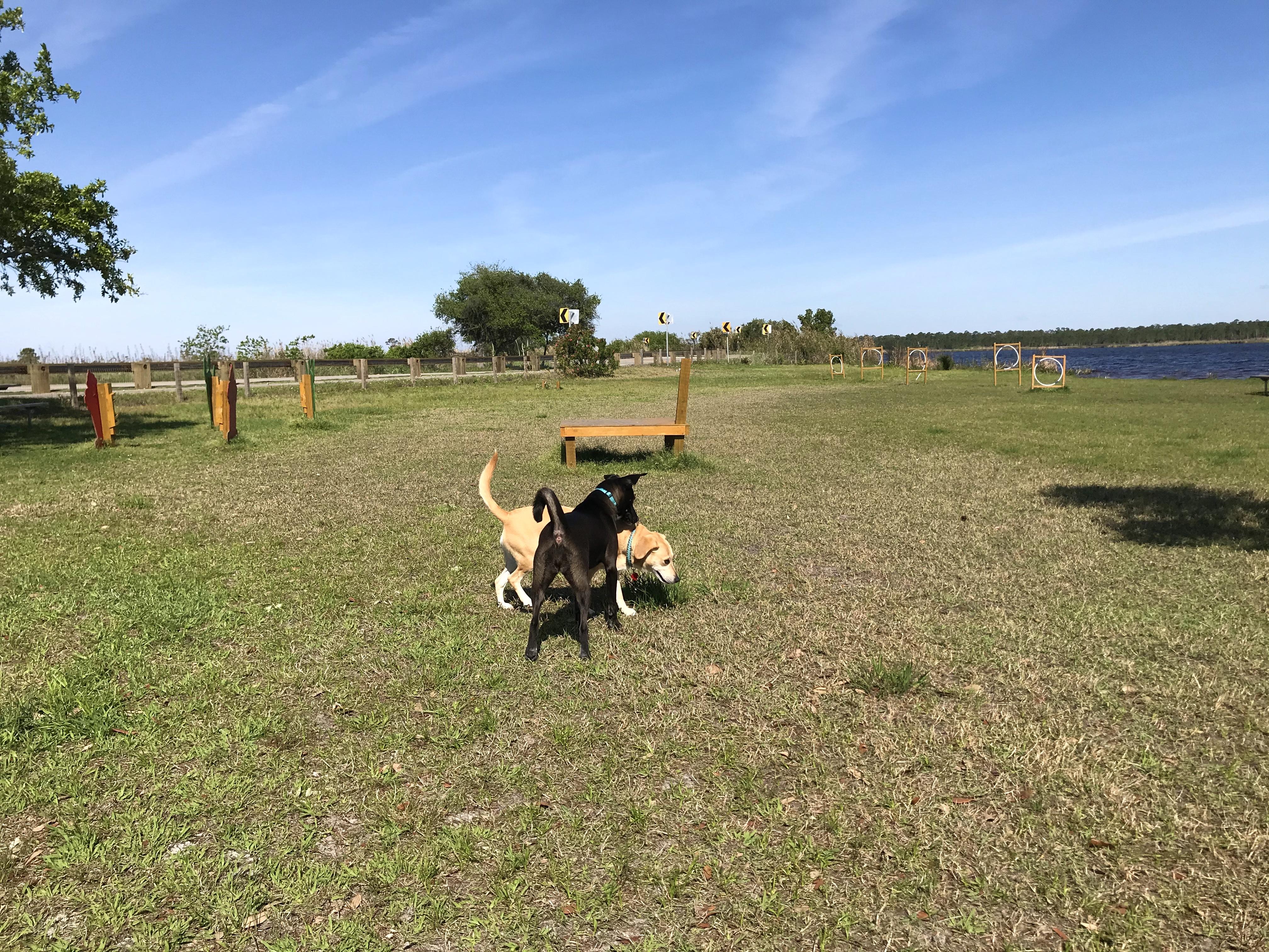 GSP Dog Park Fun