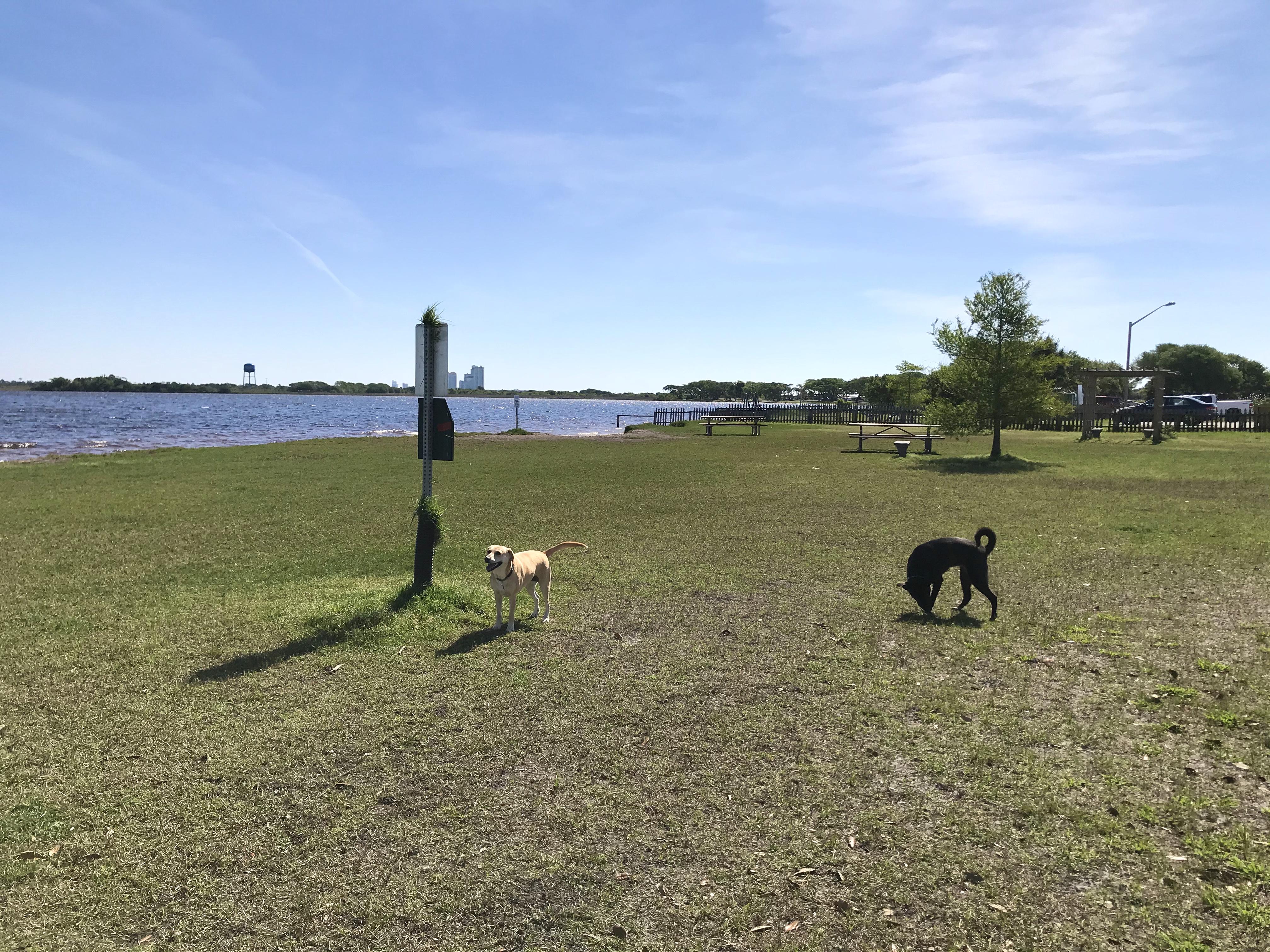 GSP Dog Park Rest