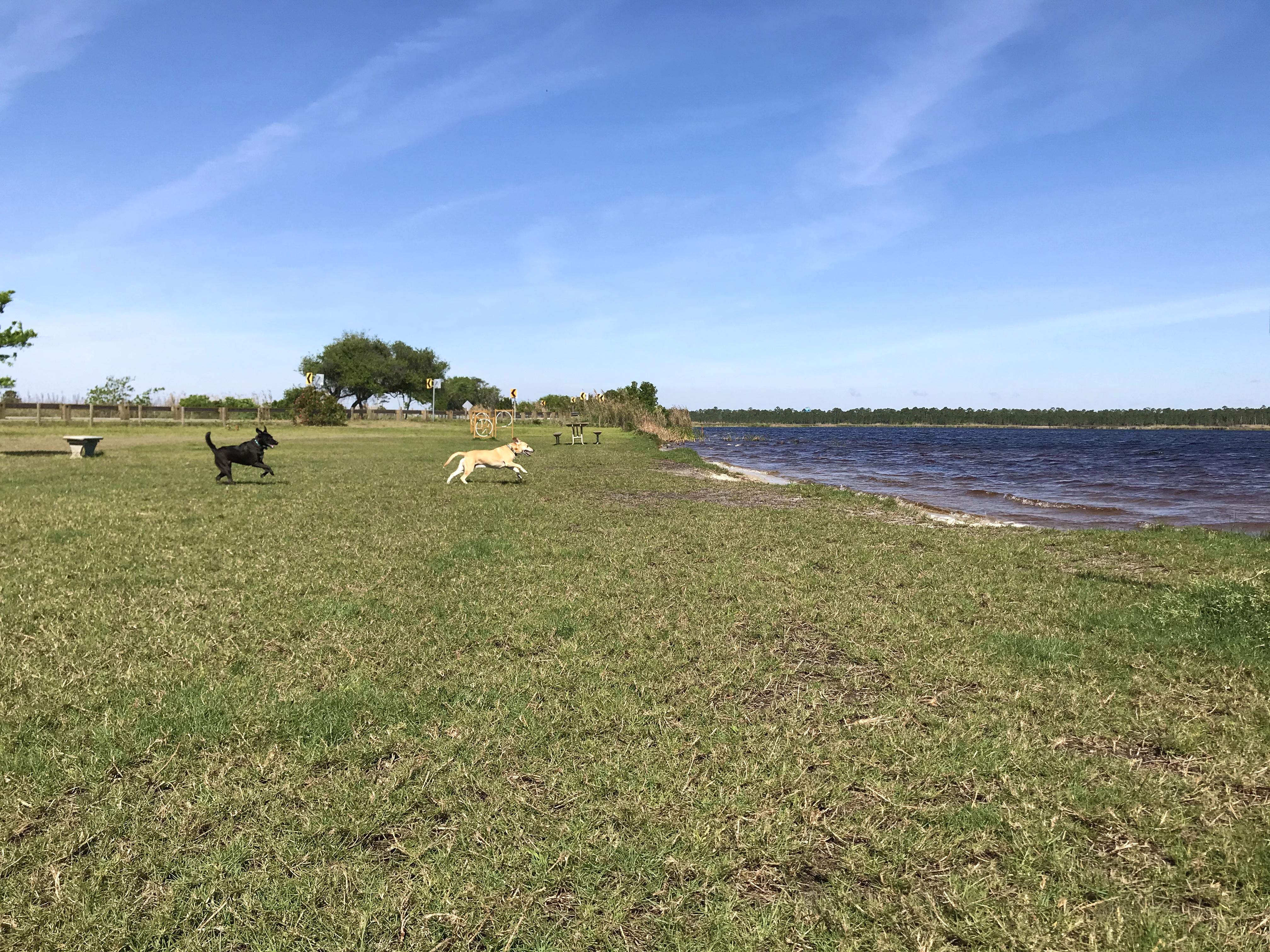 GSP Dog Park Chasing