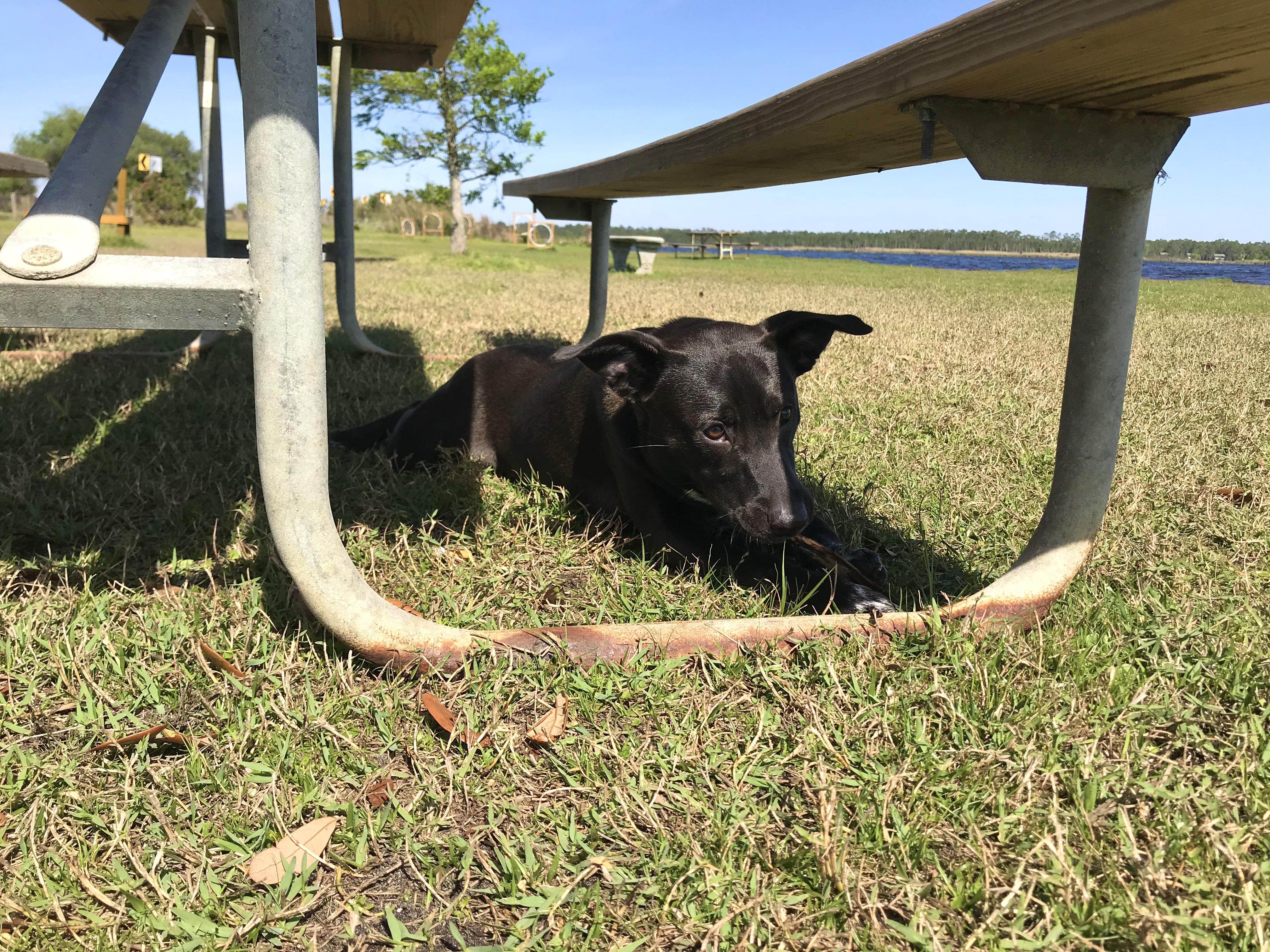 GSP Dog Park Resting Under a Bench
