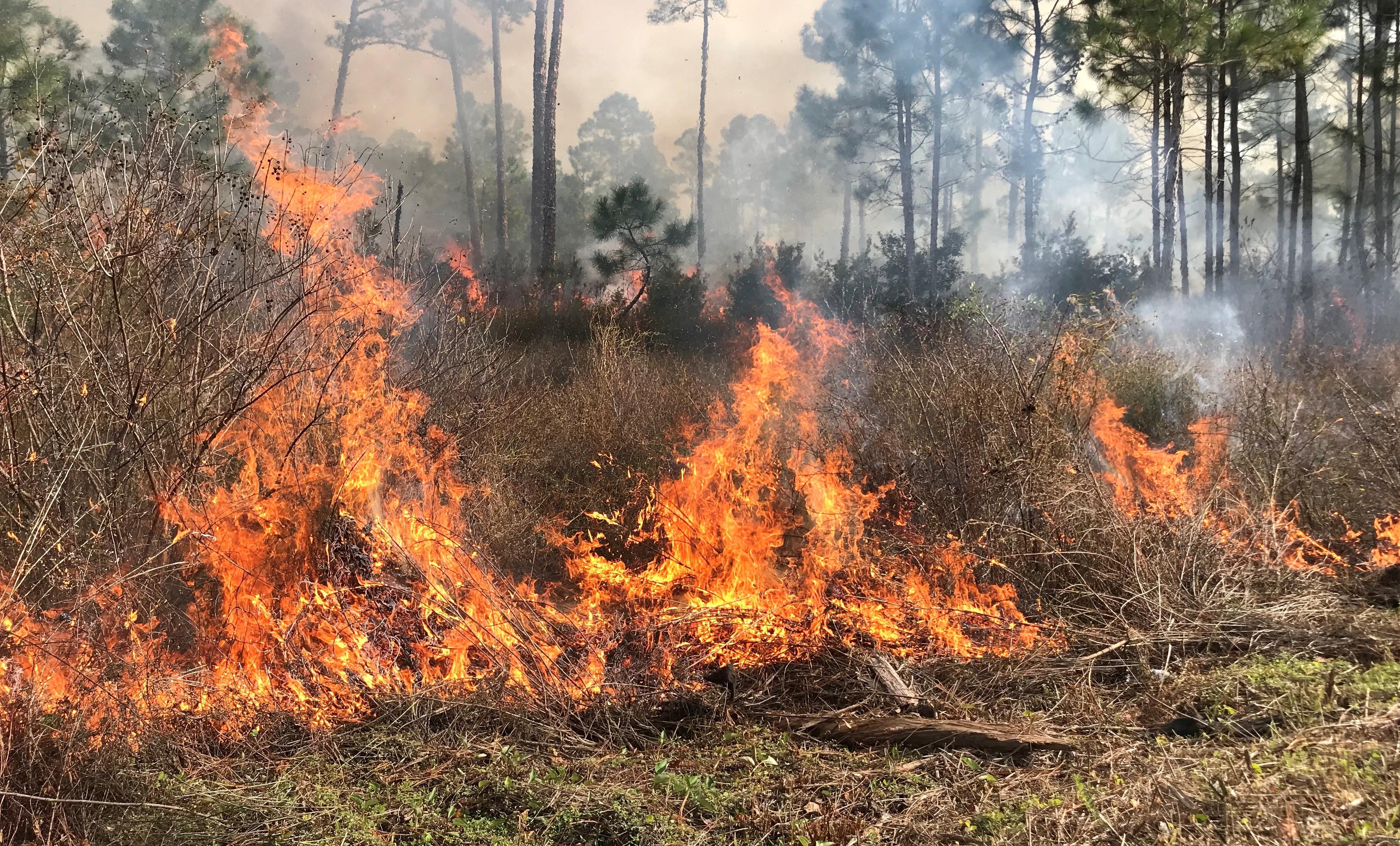 Prescribed Burning in Gulf State Park. Photo by Farren Dell