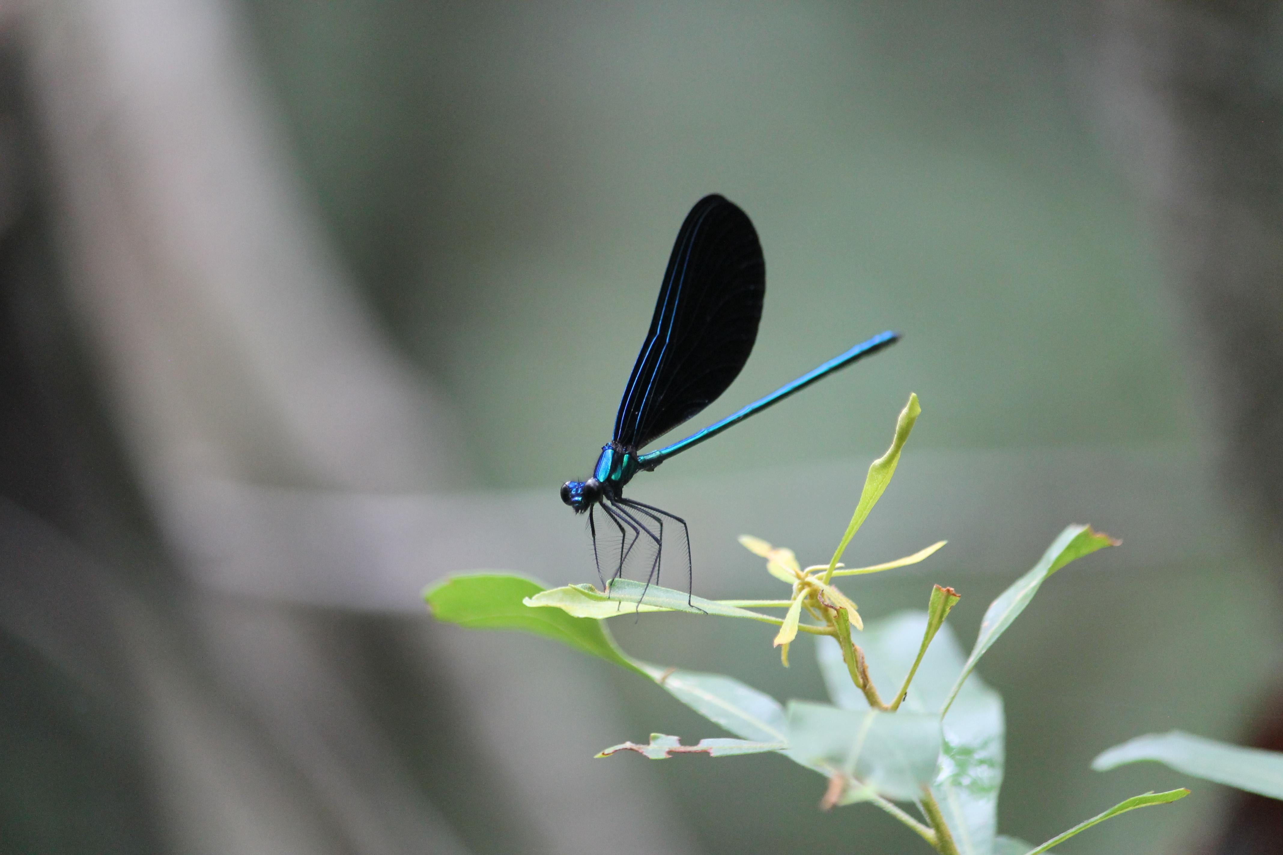 Ebony Jewelwing Damselfly Sitting on a Leaf. Photo by Farren Dell