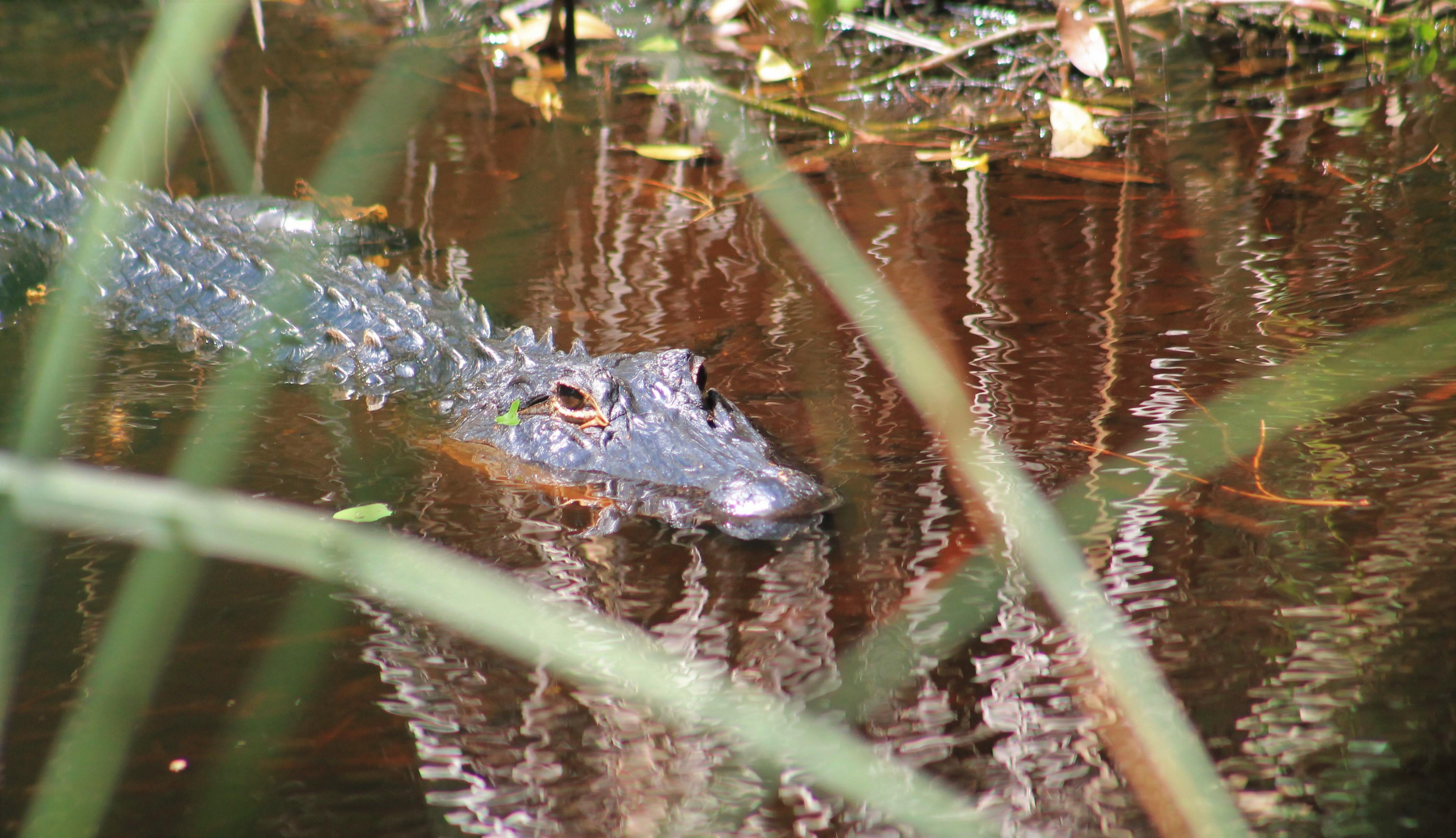 Alligator Floating in a Canal. Photo by Farren Dell