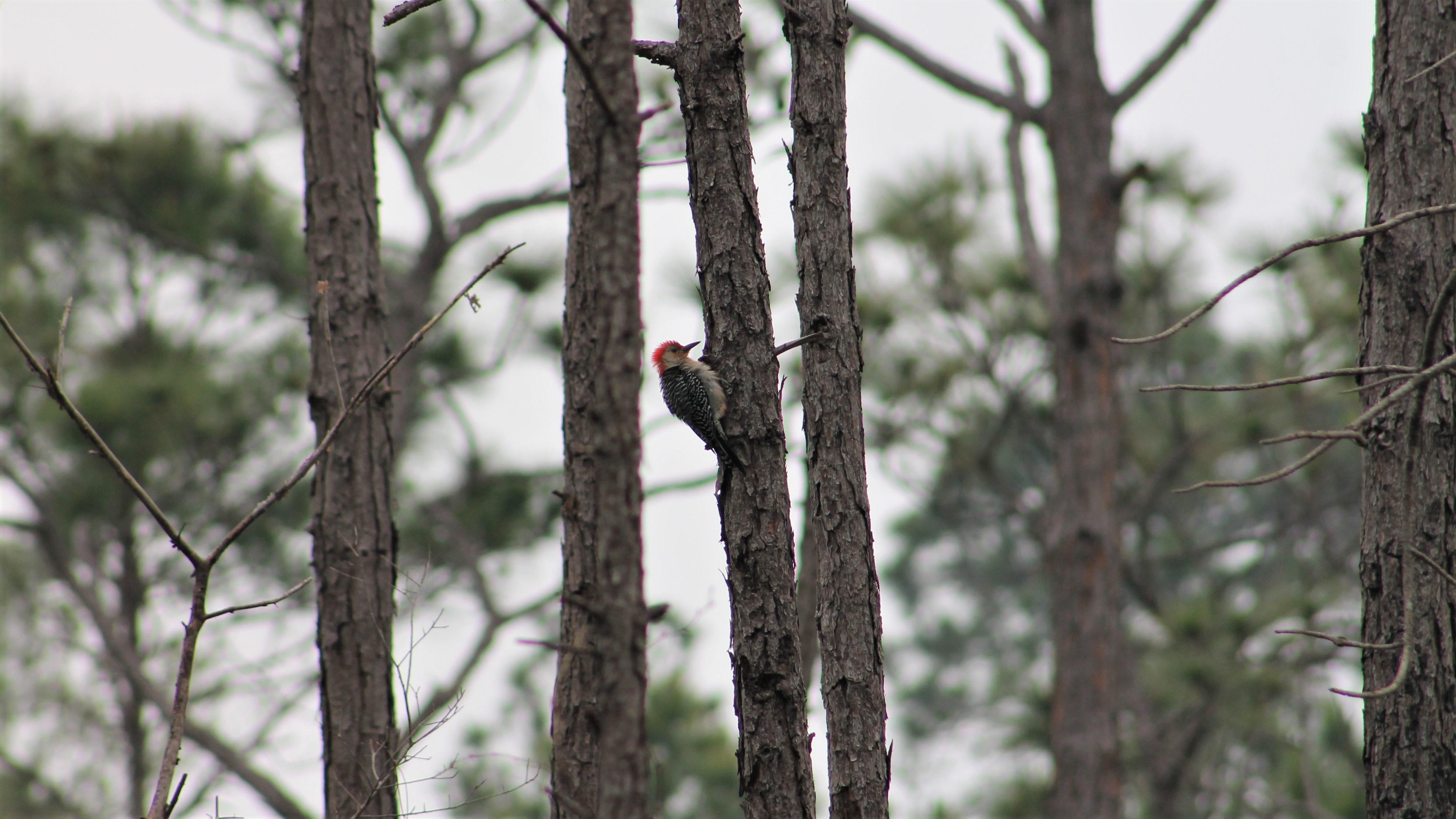 Red-Bellied Woodpecker Foraging on a Tree. Photo by Farren Dell