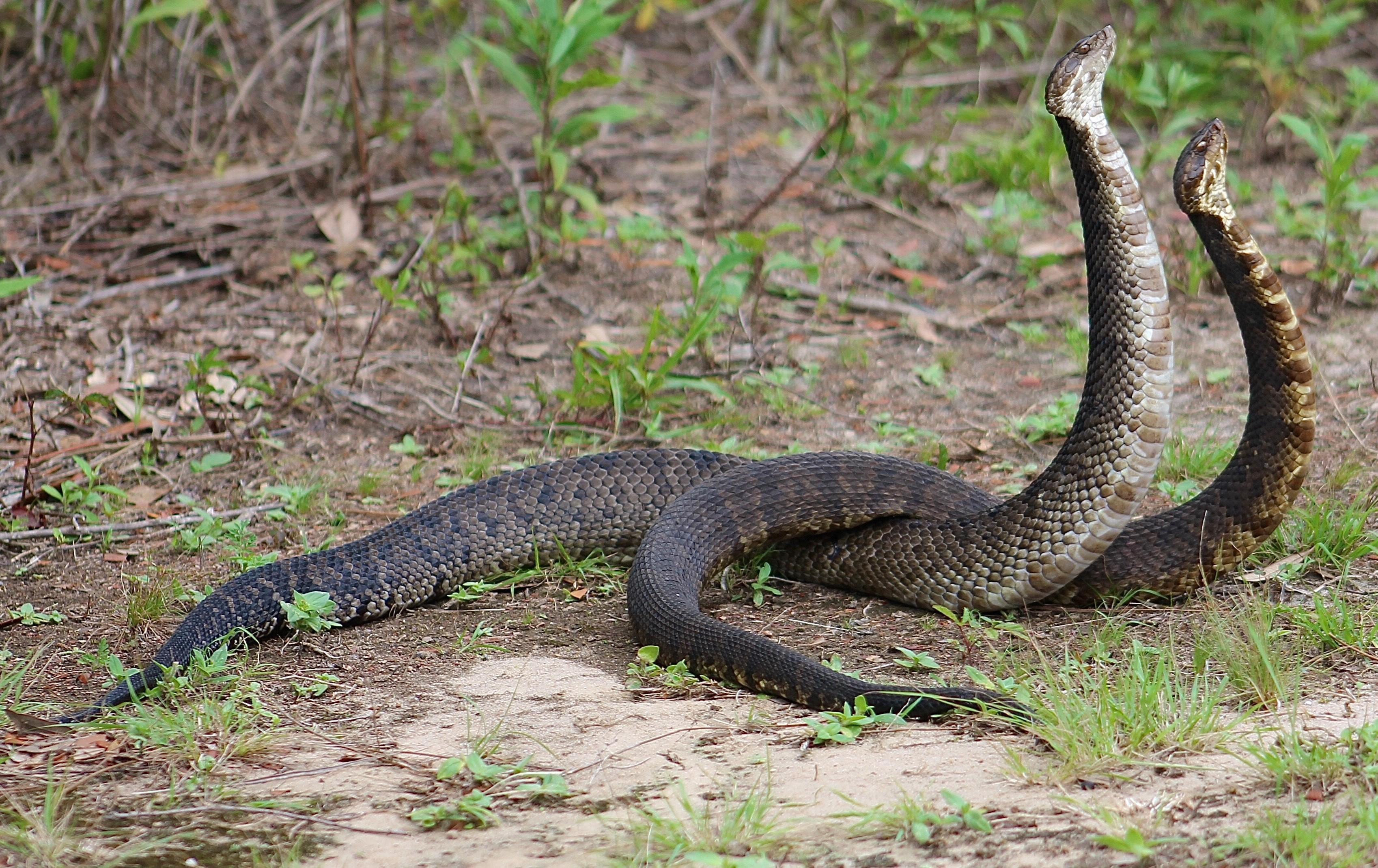 Cottonmouth/Water Moccassins *Venomous* (Agkistrodon piscivorus) Fighting for Territory in the Campground. Photo by Farren Dell